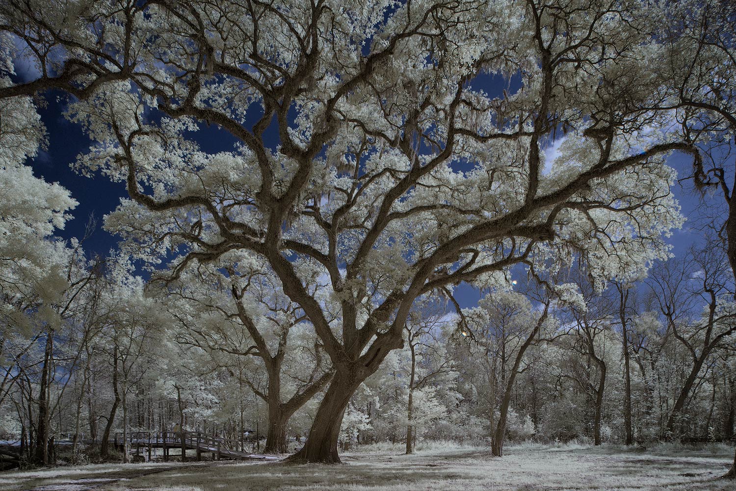Infrared Image Lake Martin Visitors Center