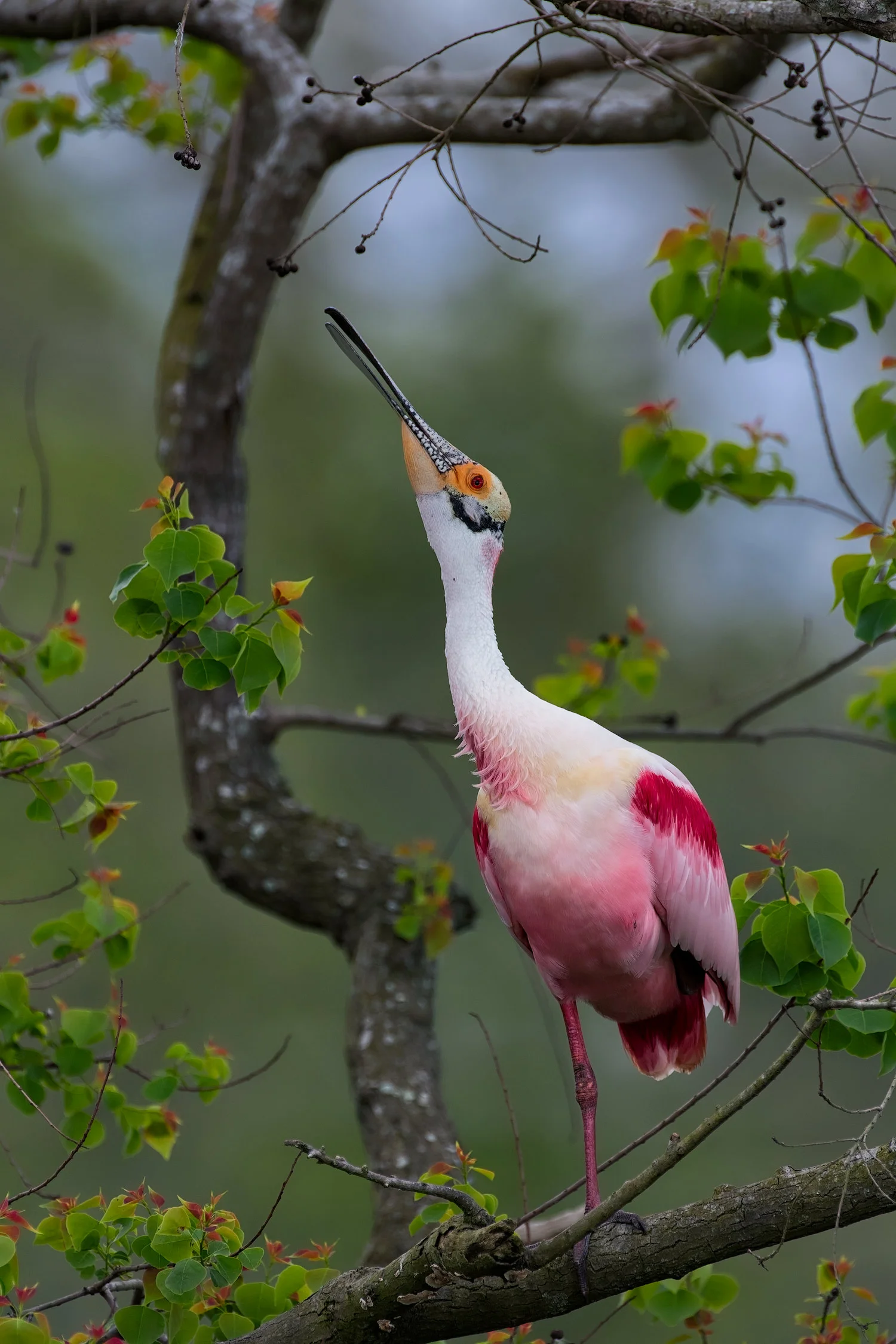 Roseate Spoonbill Courtship Display