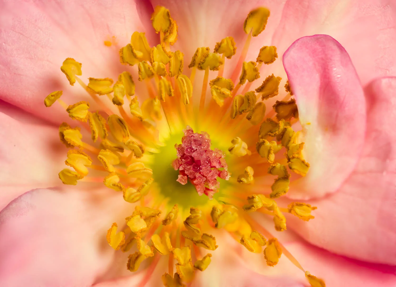 Rose Macro
