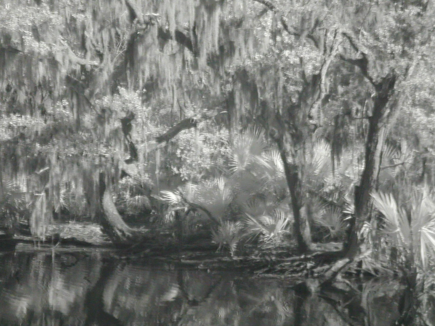 Bayou Scene Taken with Coolpix 950