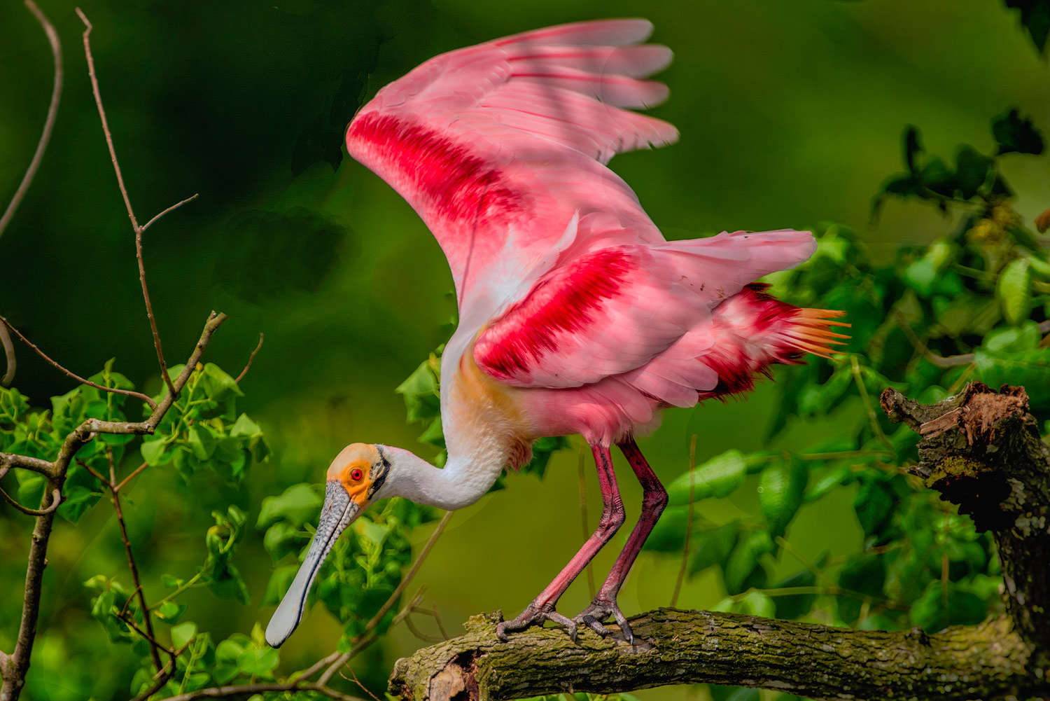 Roseate Spoonbill–Jefferson island