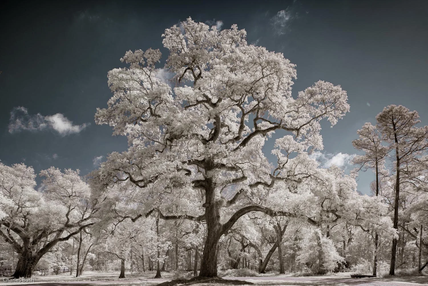 Live Oak
