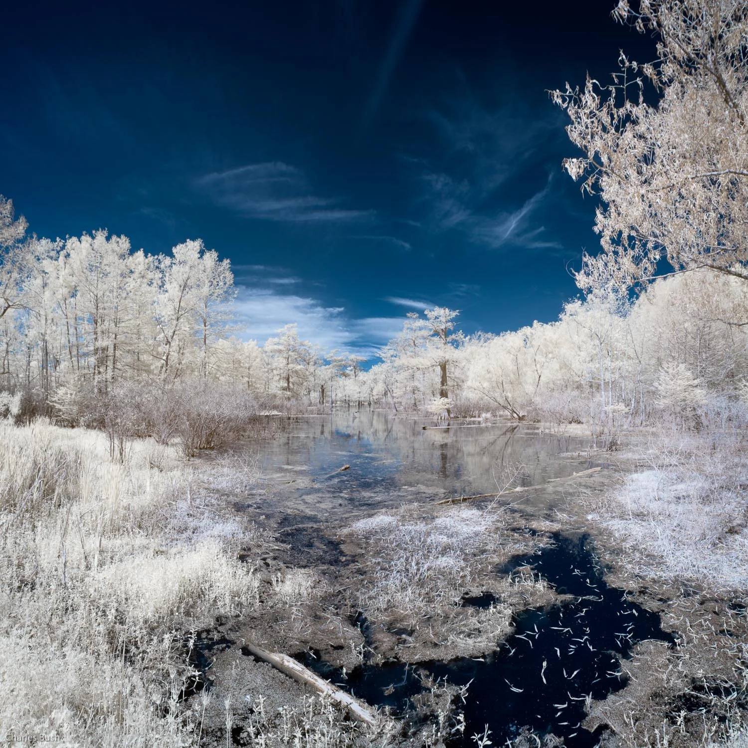 Lake Martin Swamp Scene