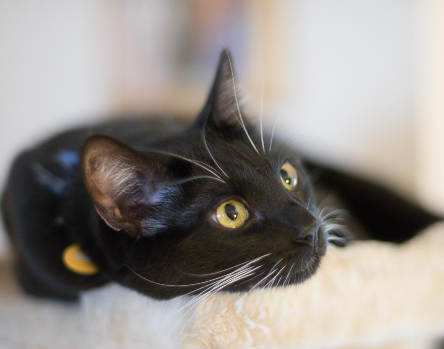 Simon with Selective Focus