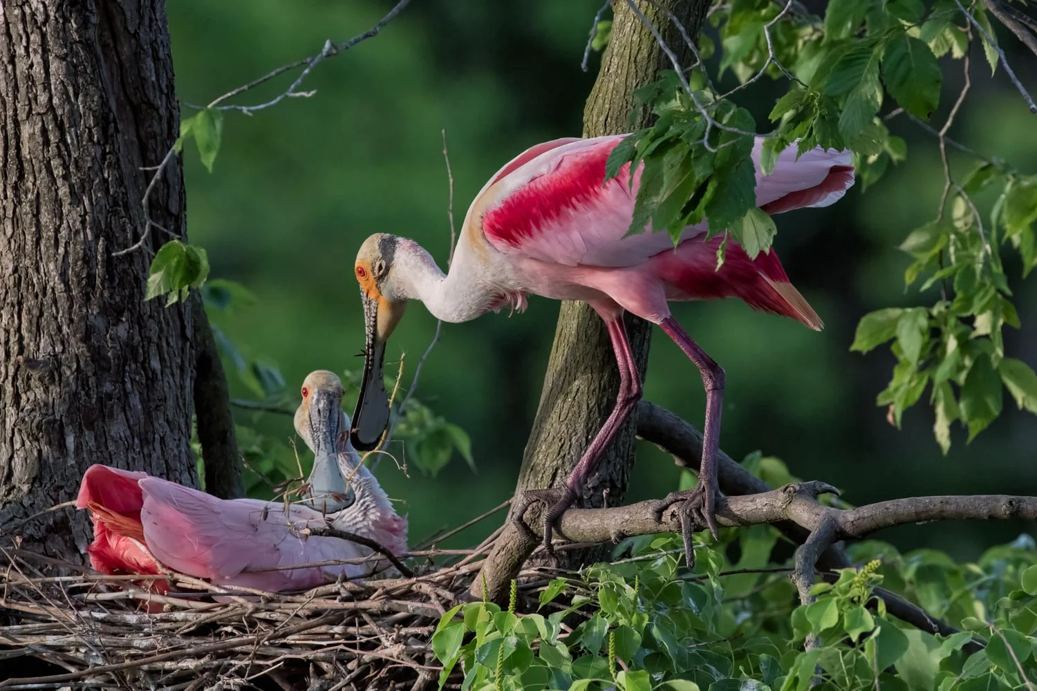 Roseate Spoonbills–Nest Building