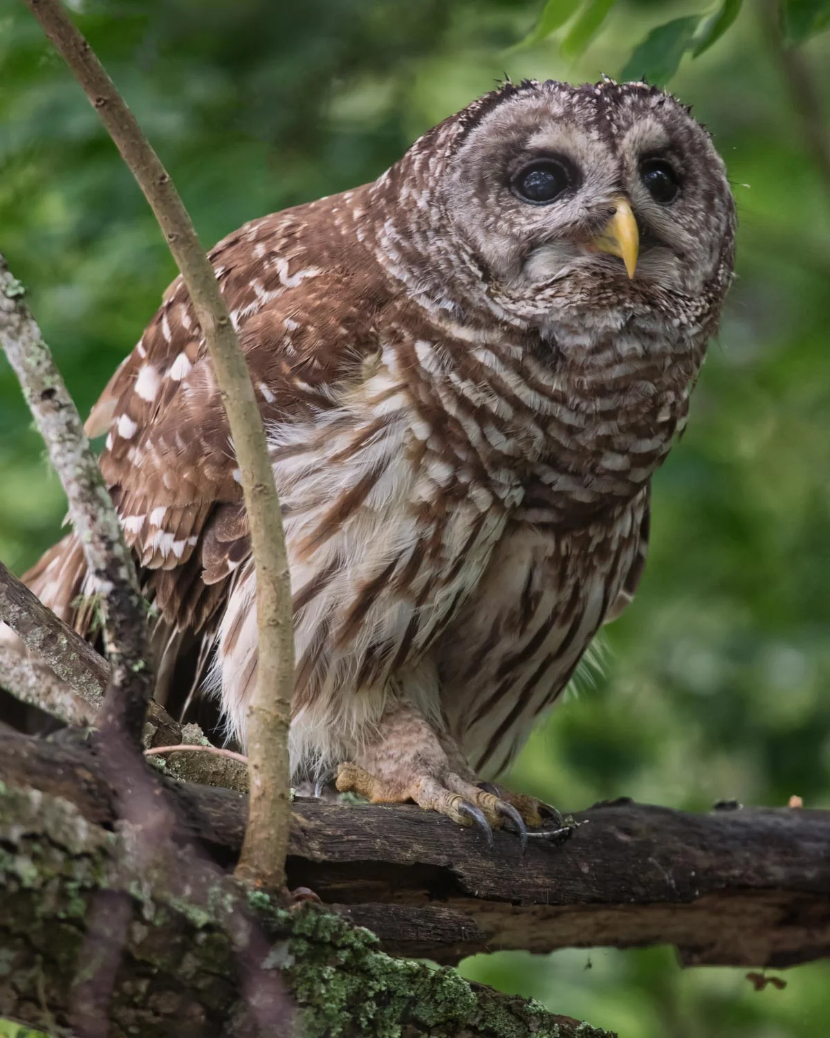 Barred Owl–Atchafalaya Basin