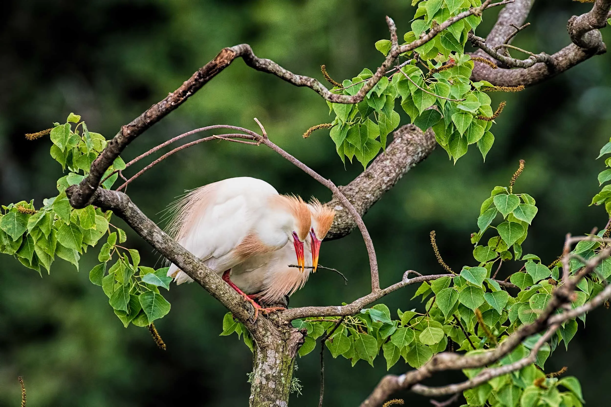 Cattle Egrets Working Together to Build their Nest Jefferson Island