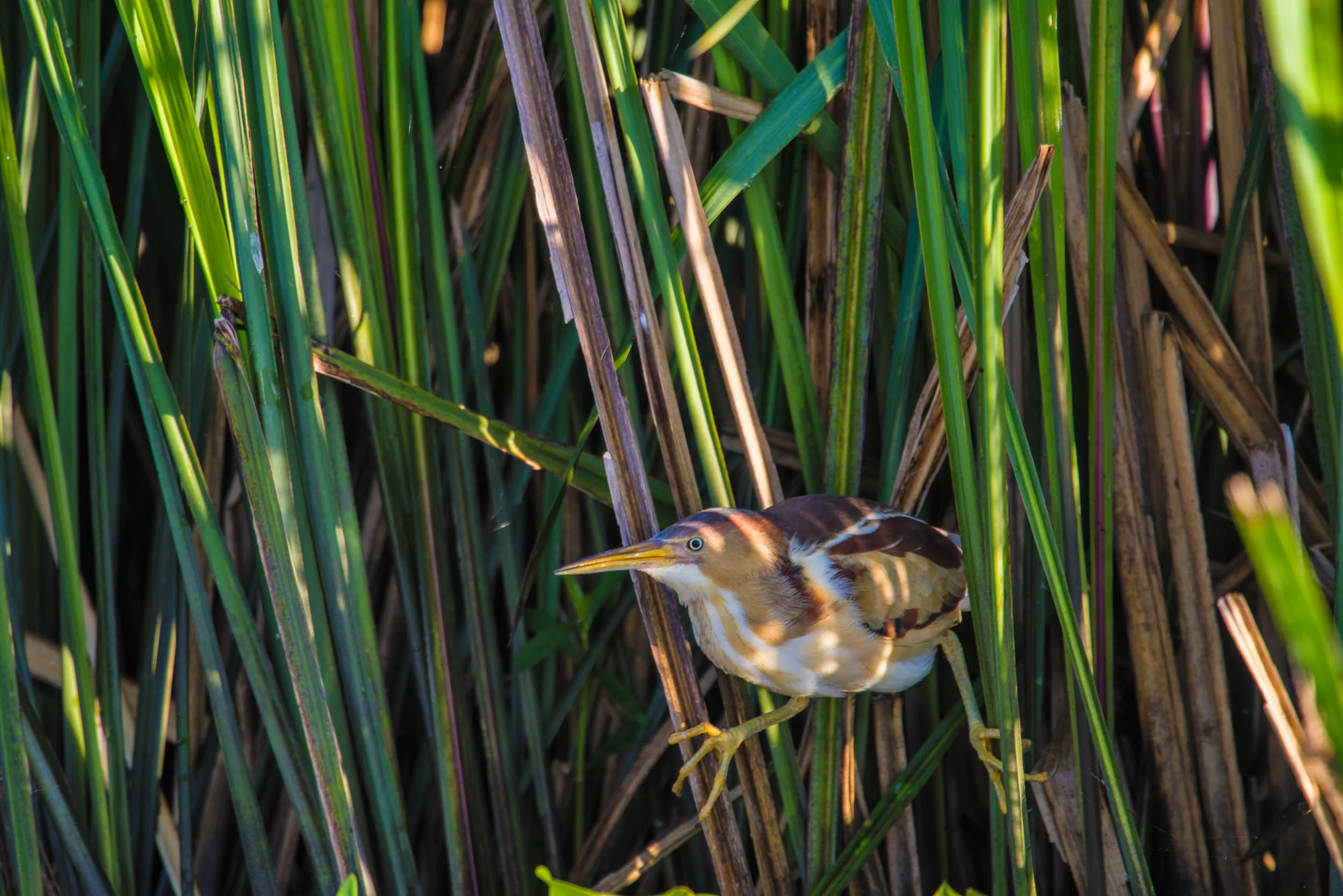Least Bittern Miller's Lake