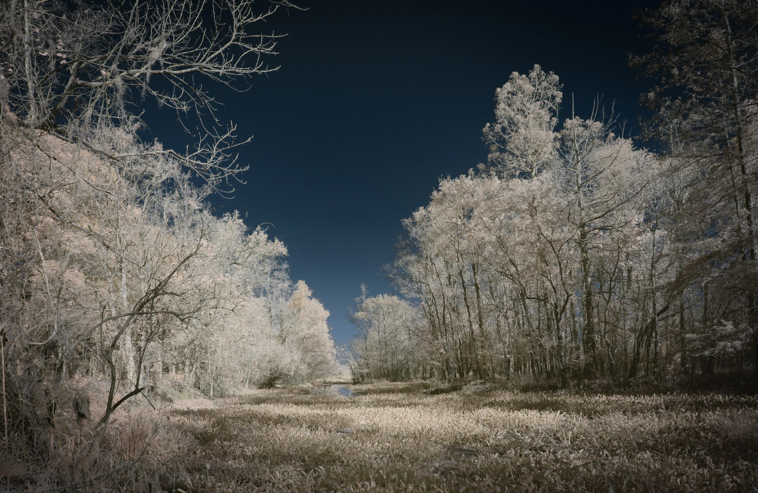 Infrared Cove at Lake Martin