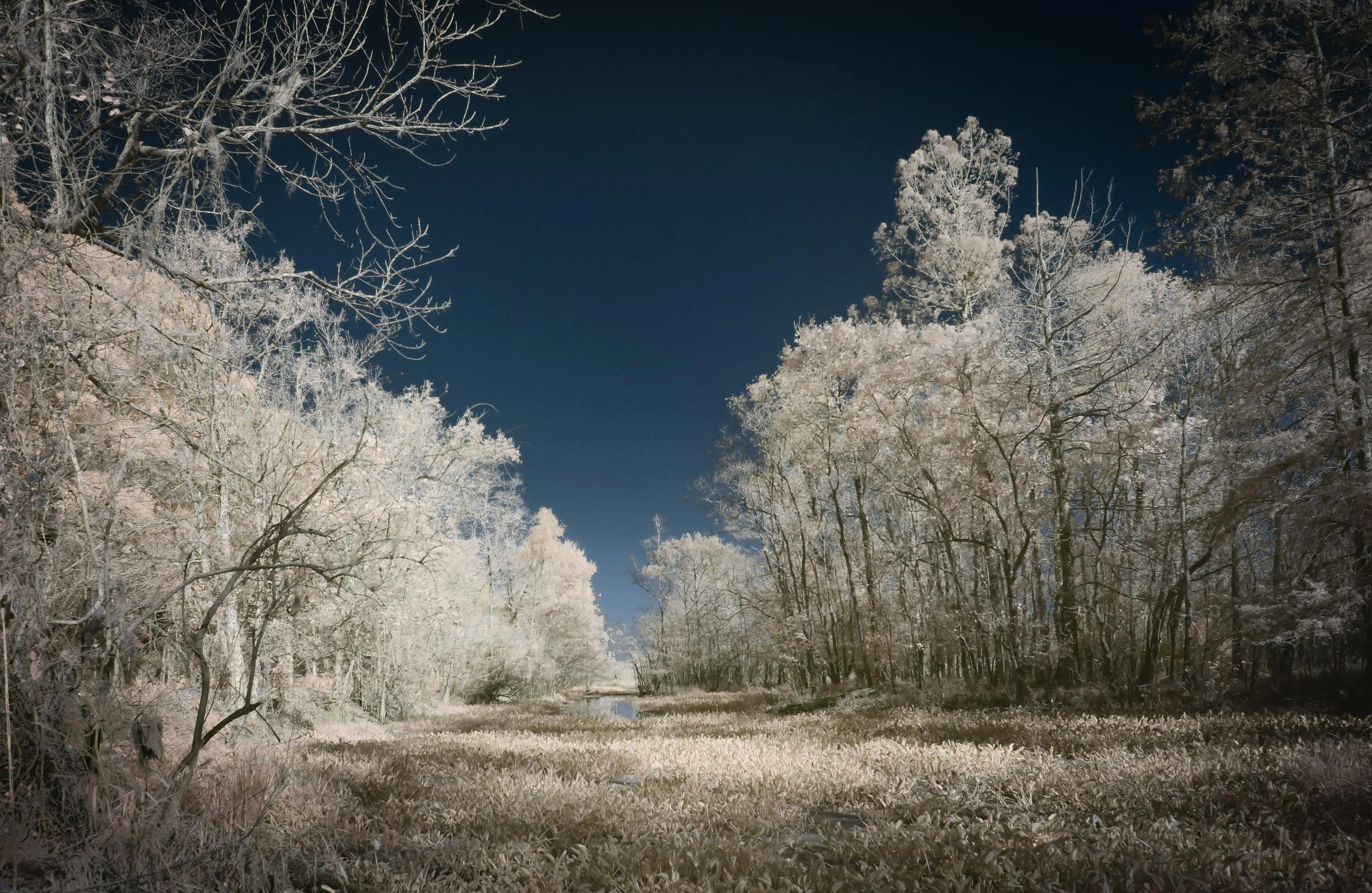 Lake Martin Faux Color Infrared Landscape