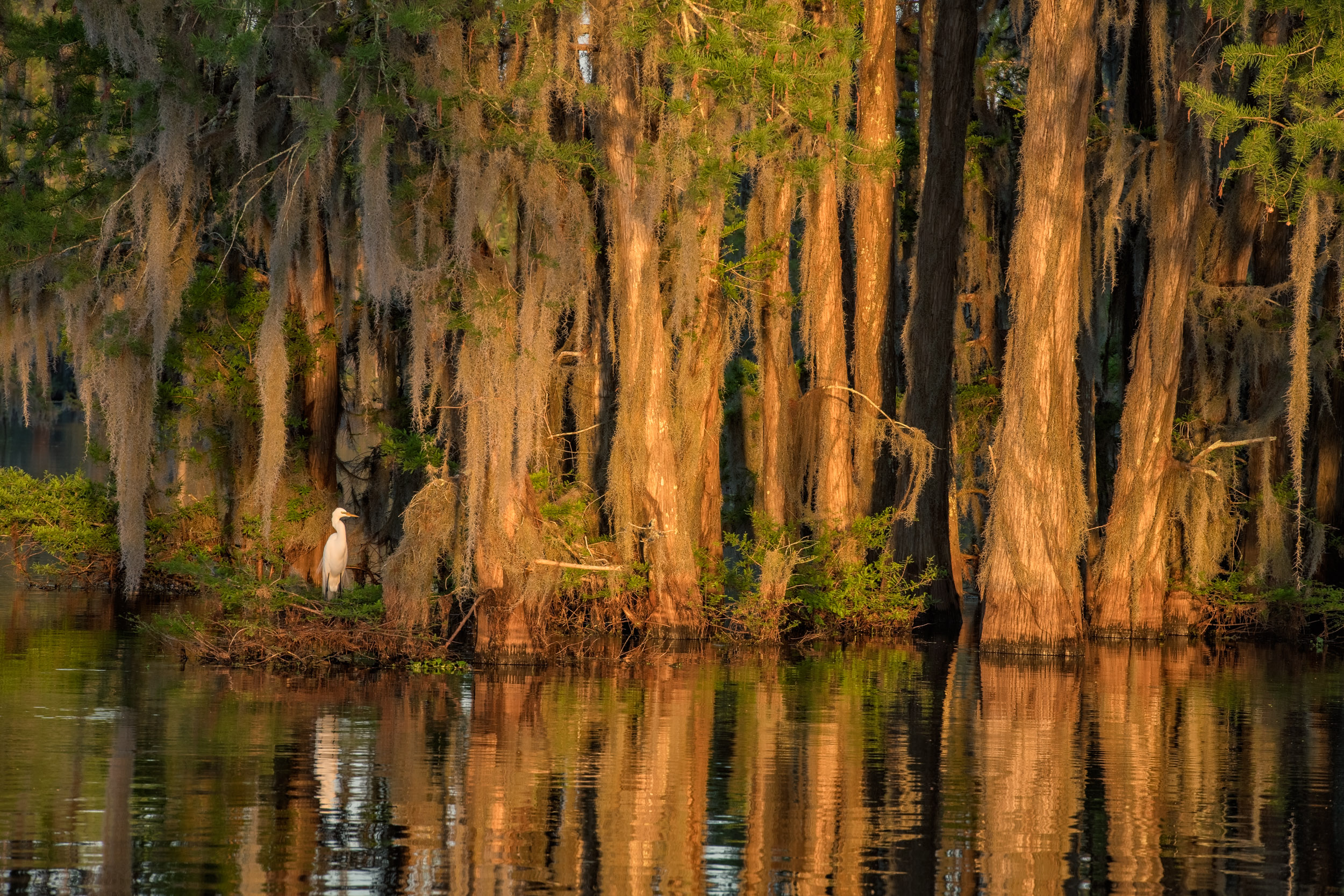 Great Egret in the Big Cypress–Henderson Swamp