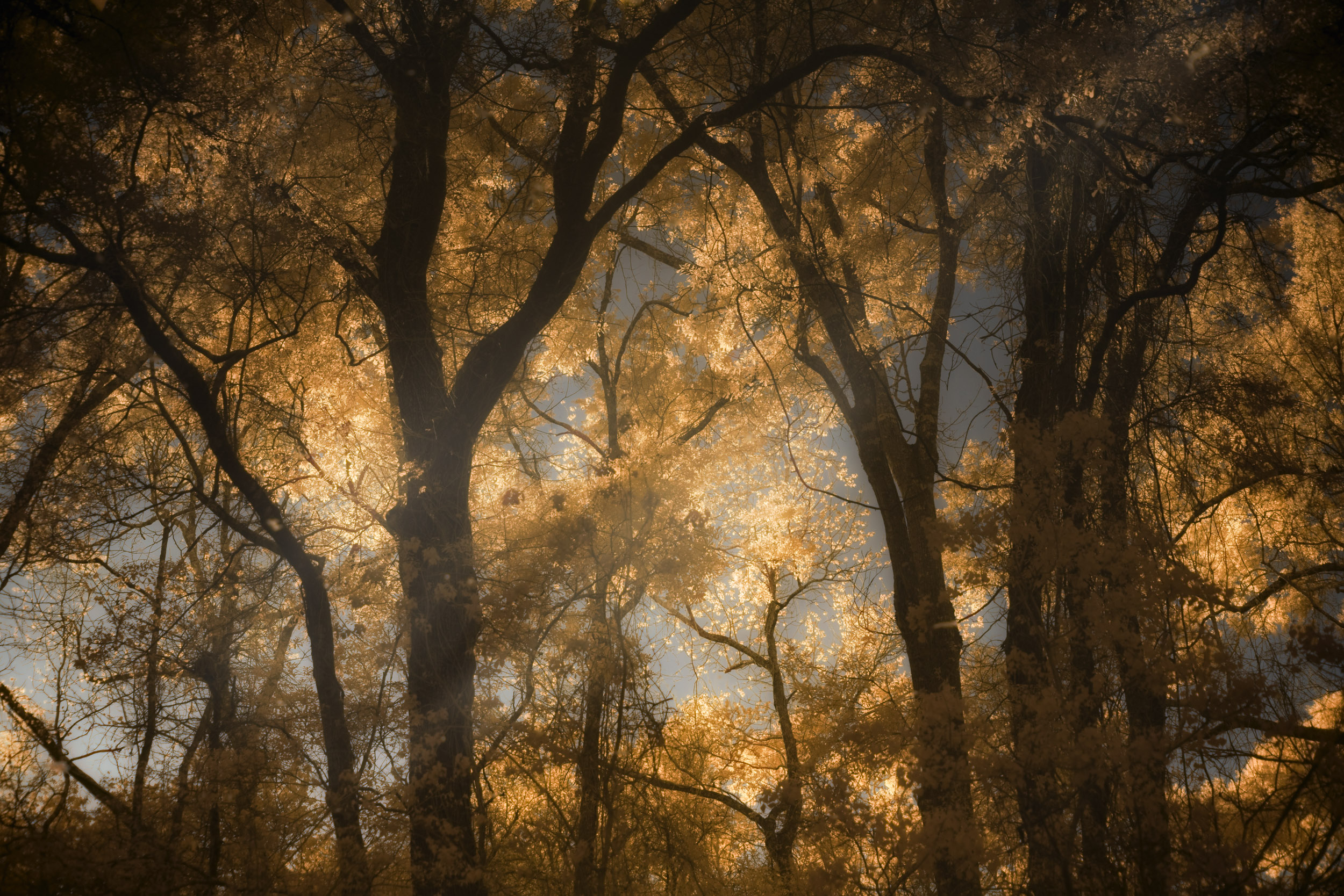 Sunny Reflection of Oaks Trees