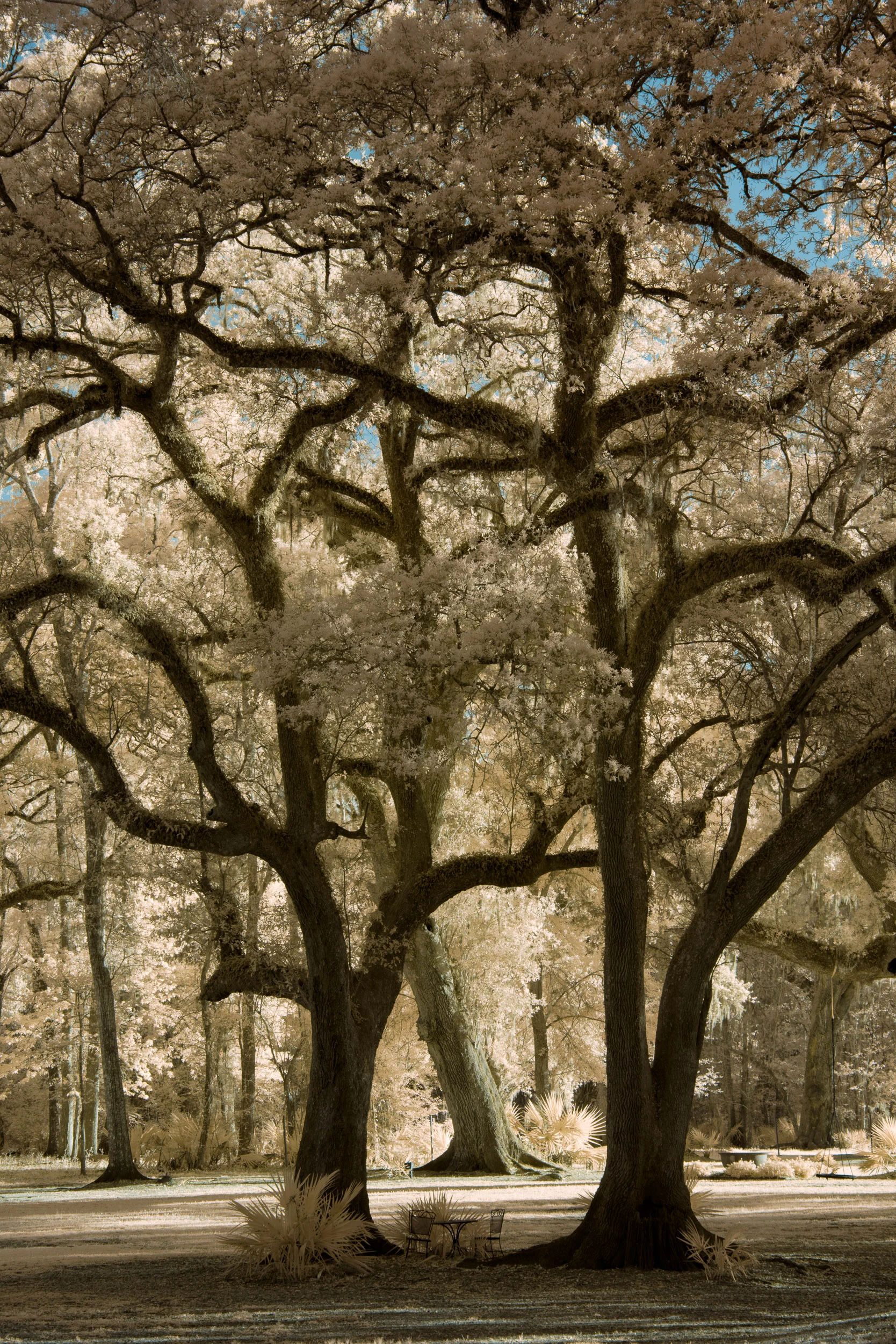 Faux Color Infrared