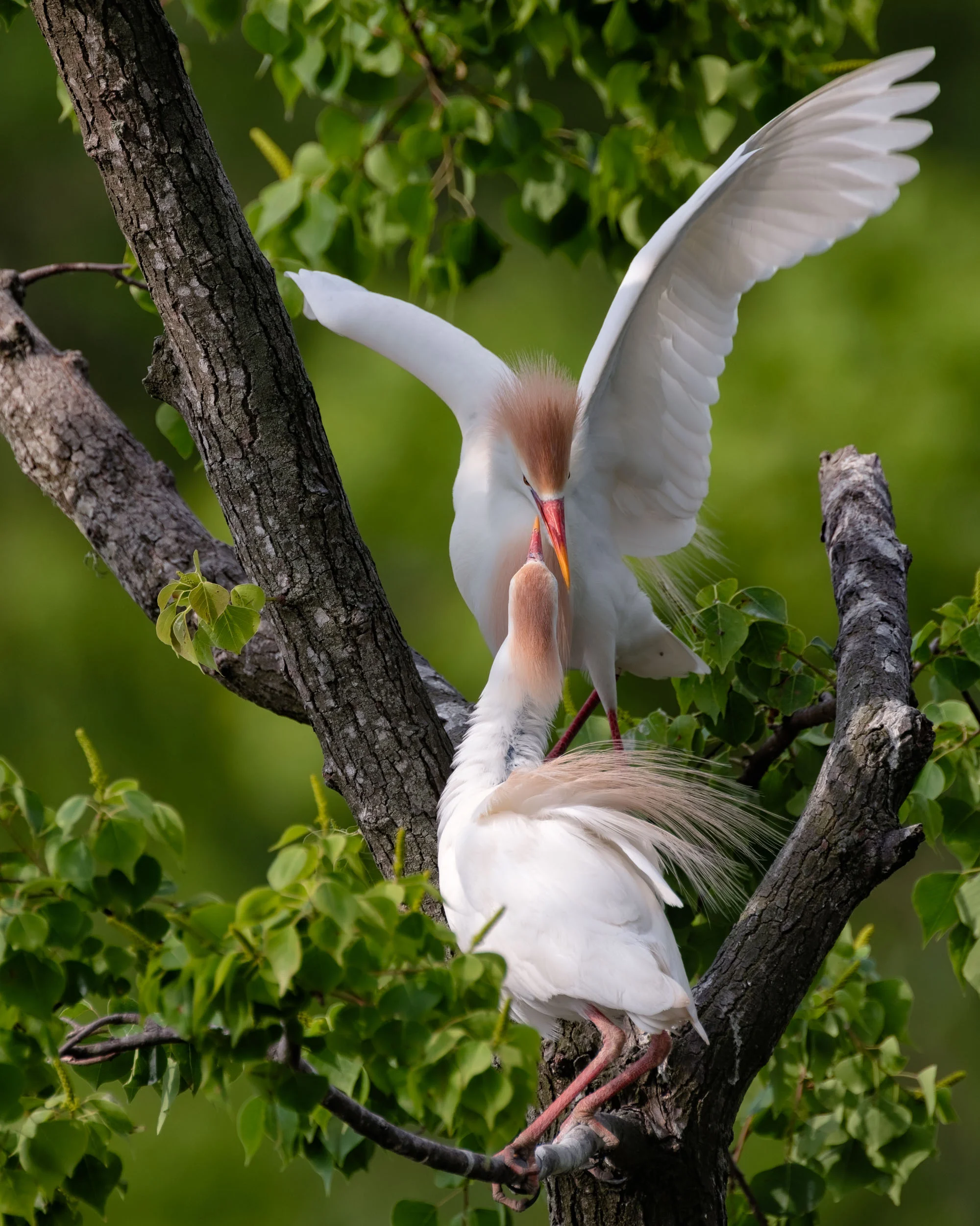 Cattle Egret Courtship