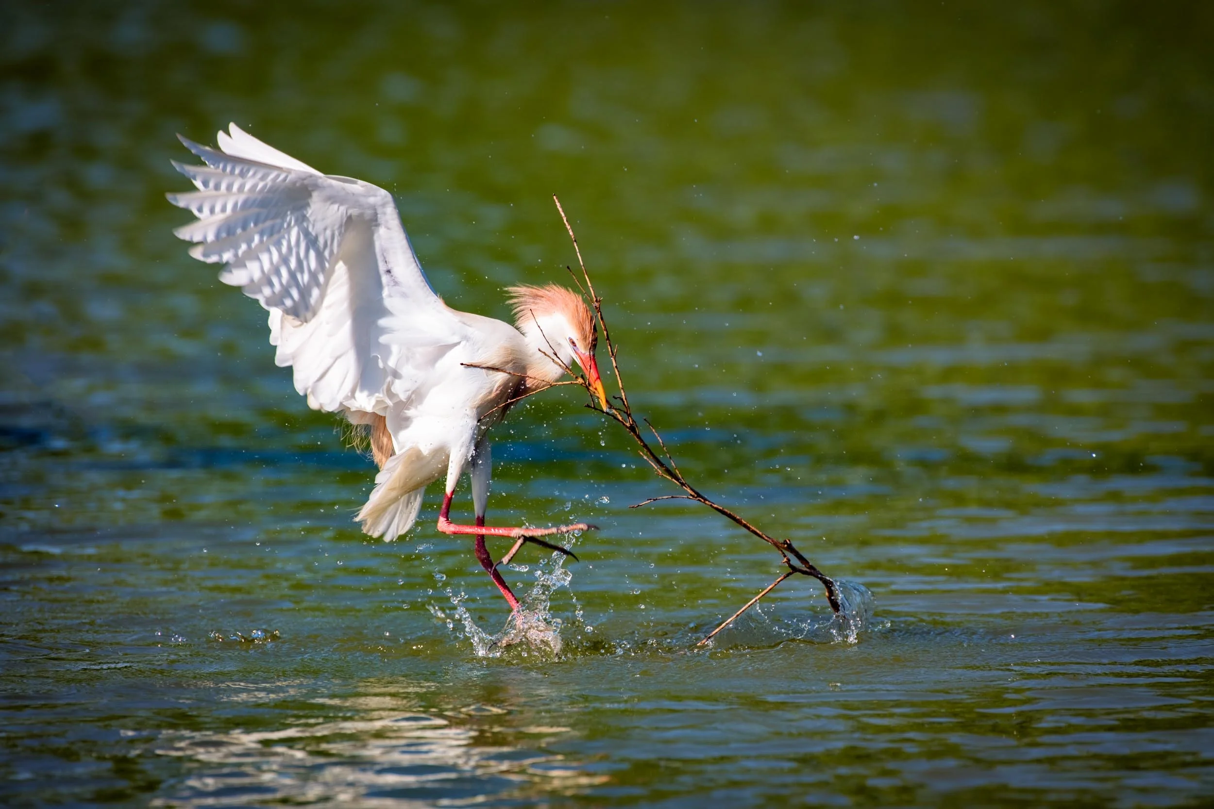 Cattle Egret Gathering Nesting Material Rip’s Rookery New Iberia, Louisiana