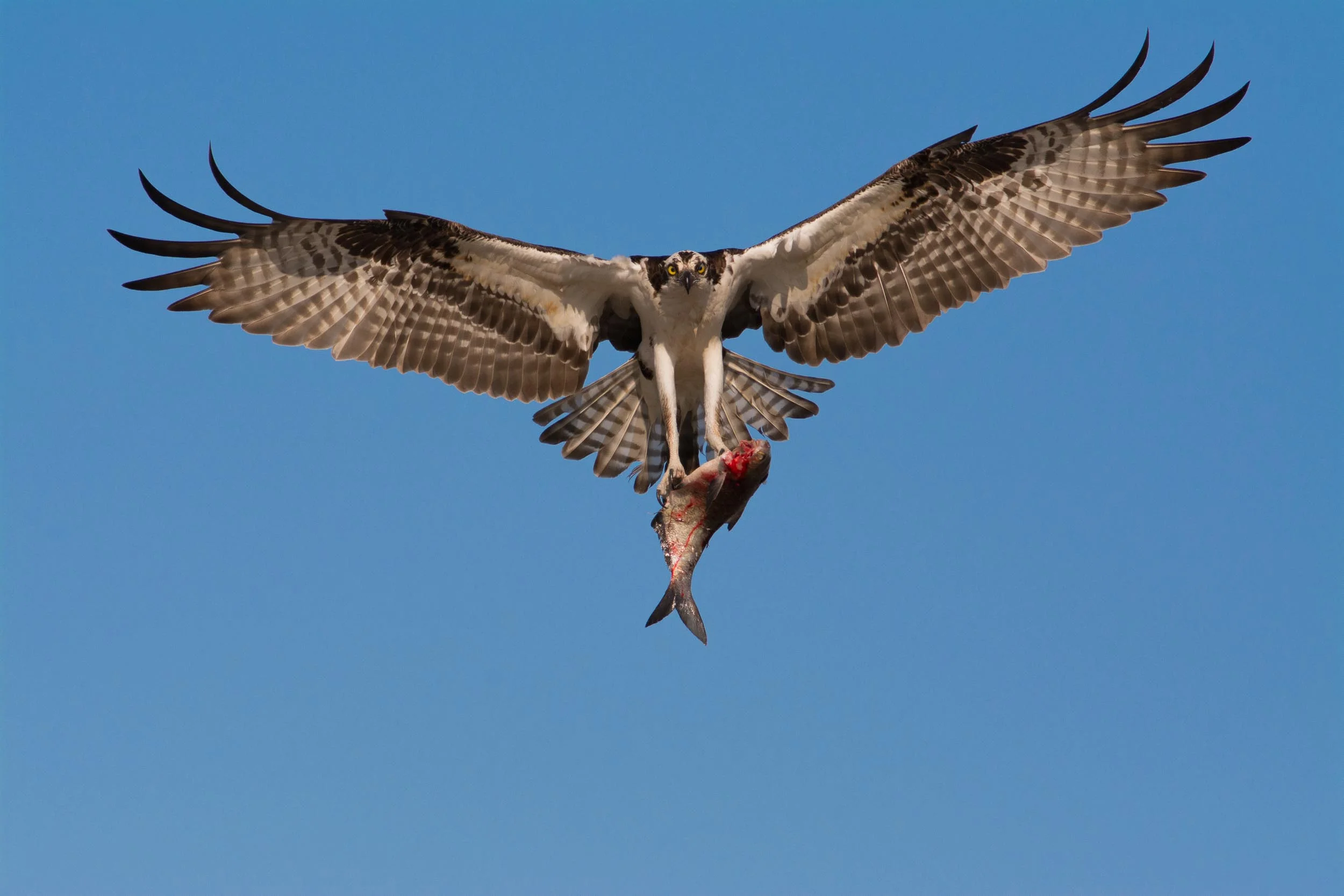 An Osprey Bringing a Fish to the Nest