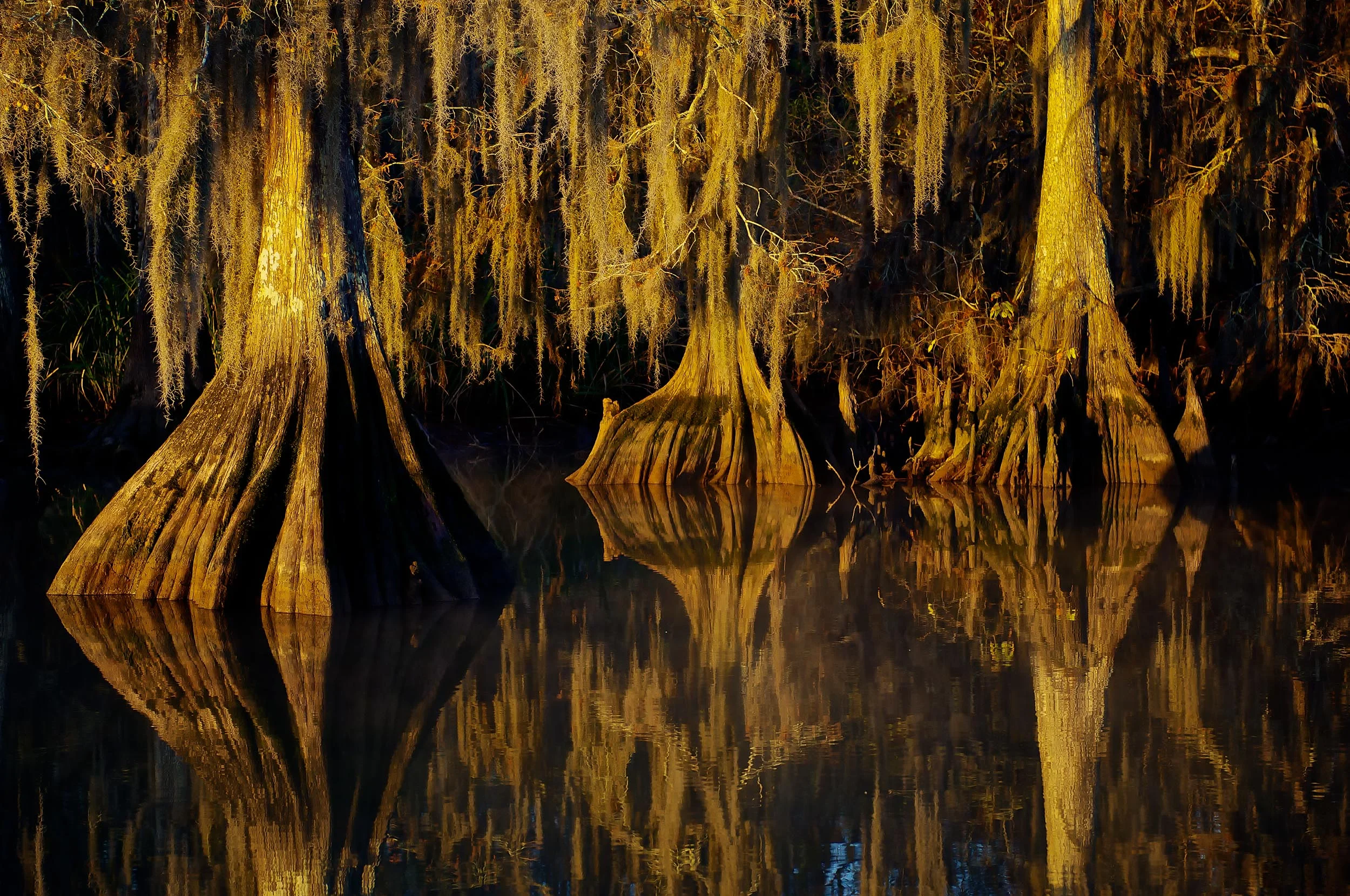 Cypress in the Swamp December 7th 2010