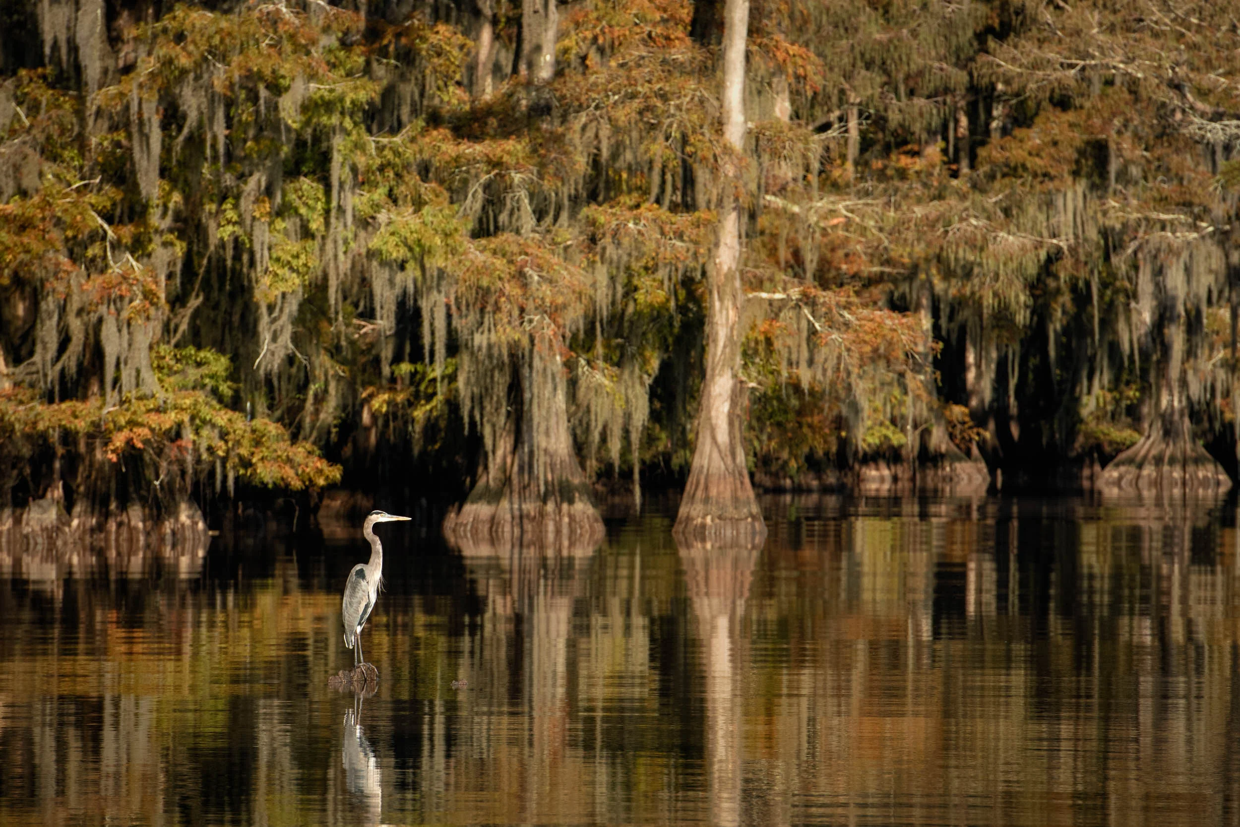 Lone Great Blue Heron at Lake Dauterive, November 2018