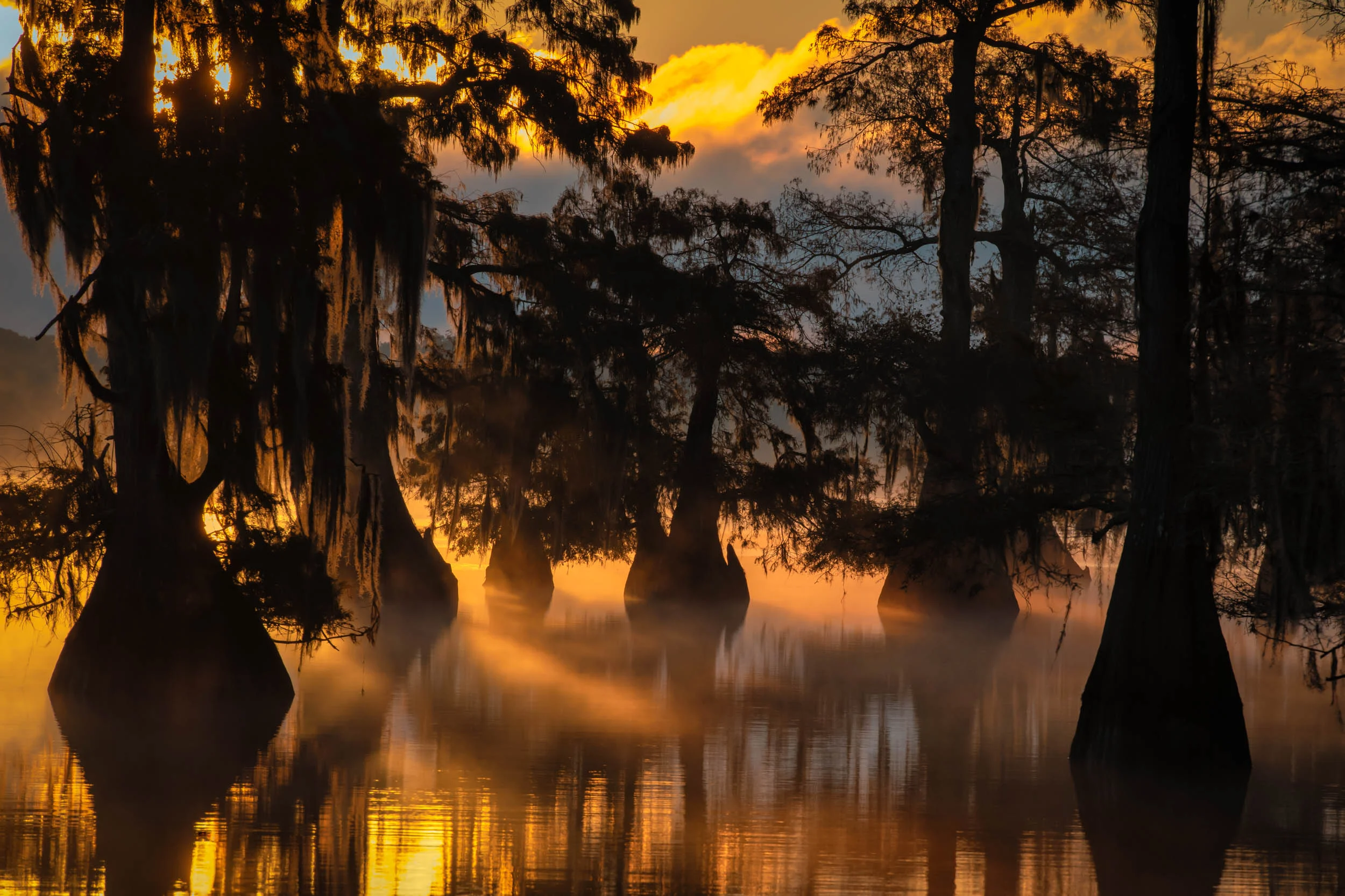 Cypress in Early Morning Mist November 2018 Tour