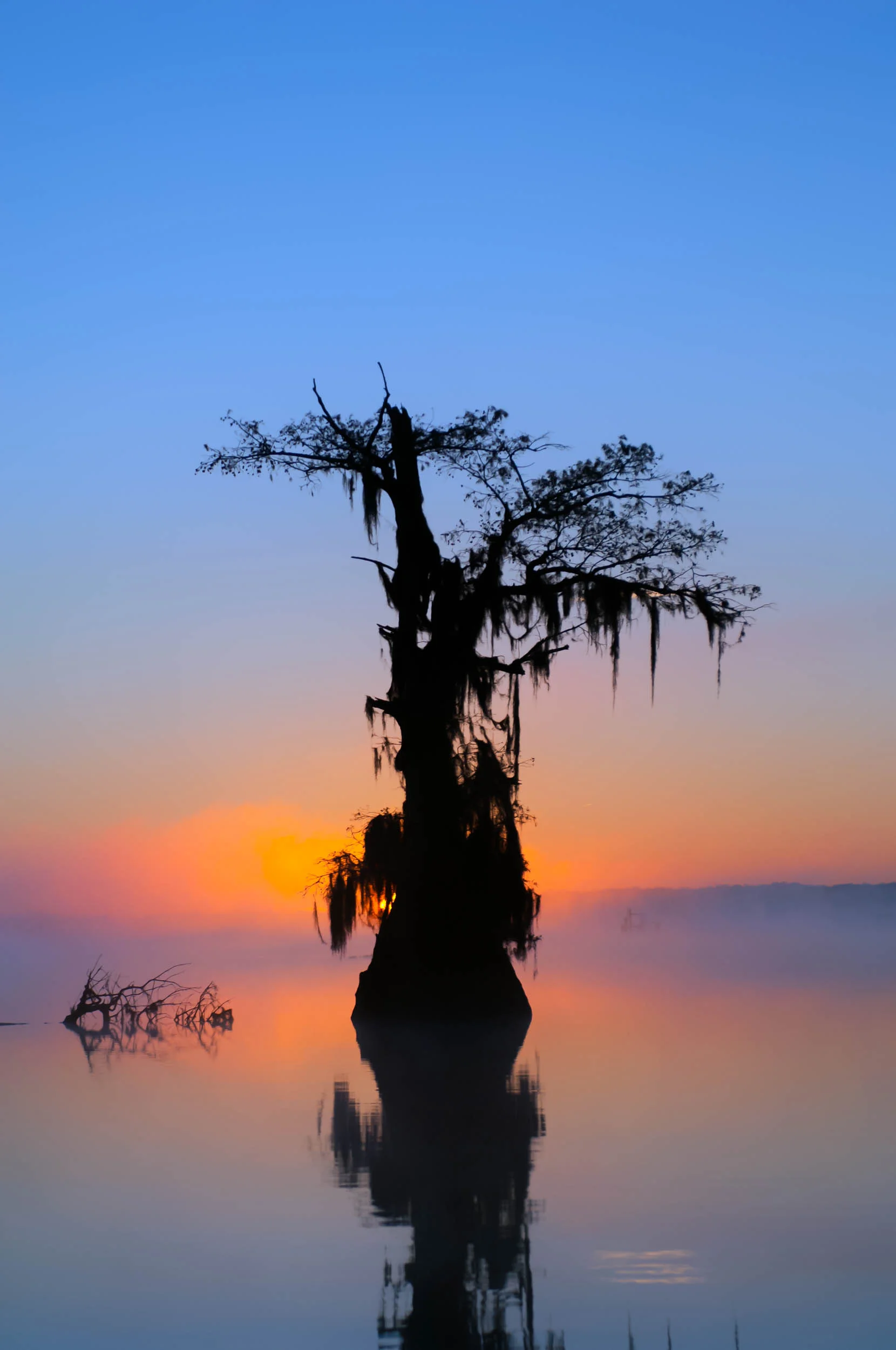 Lone Cypress in a Firey Mist