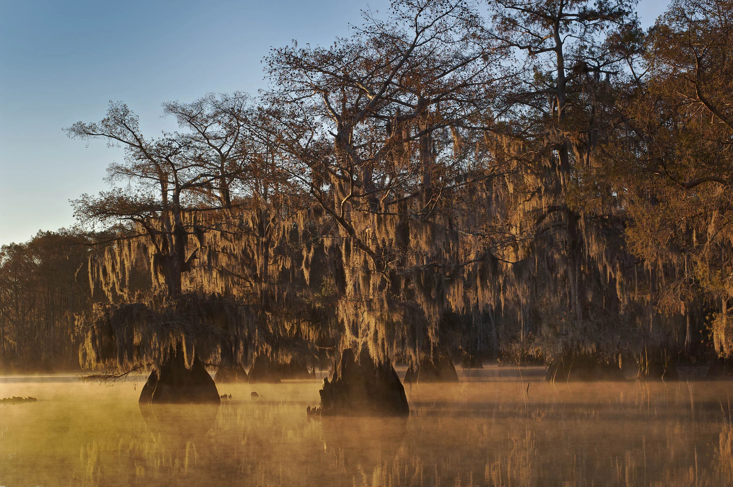 Magical Morning Lake Dauterive