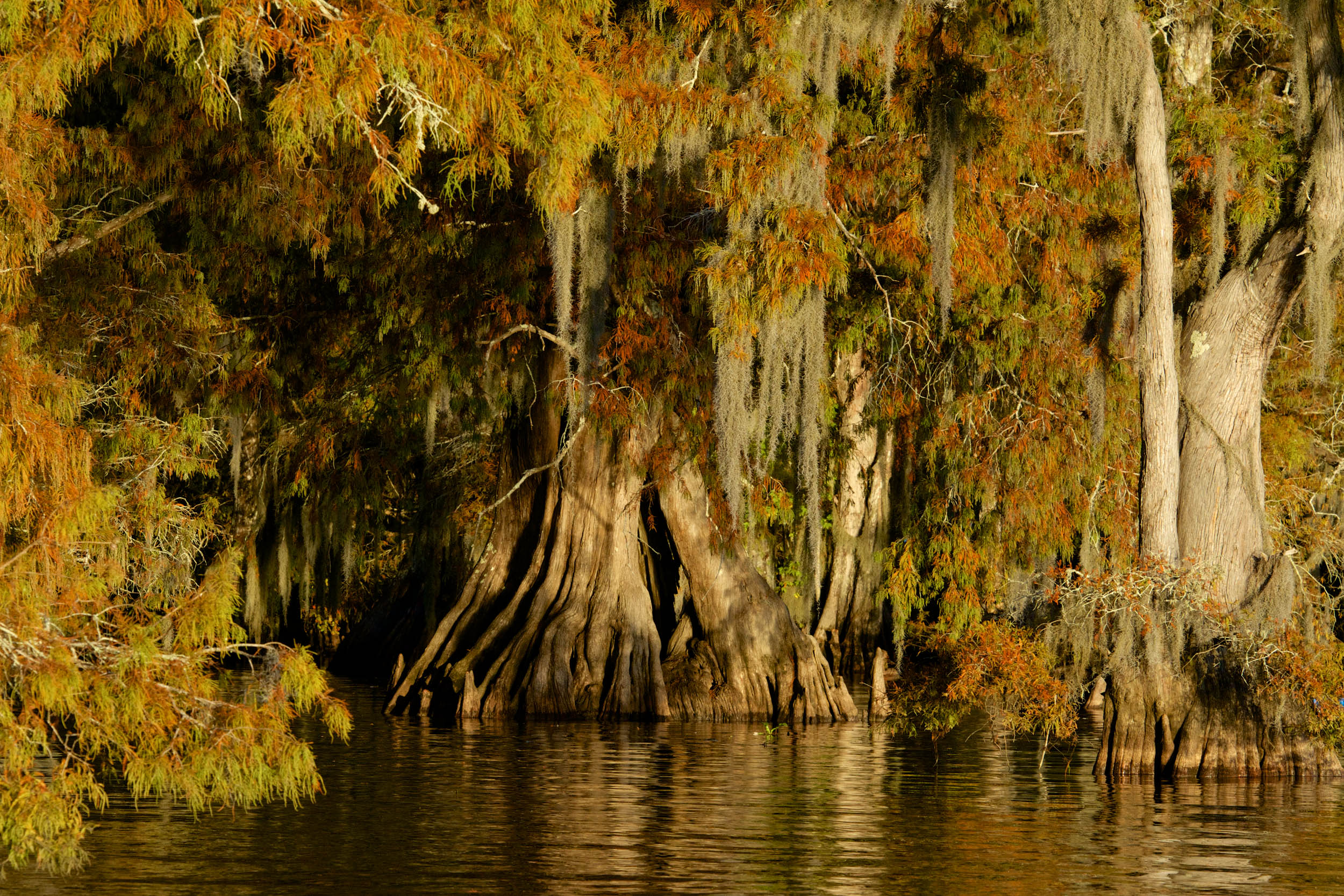 Cypress Trees in Louisiana Swamp