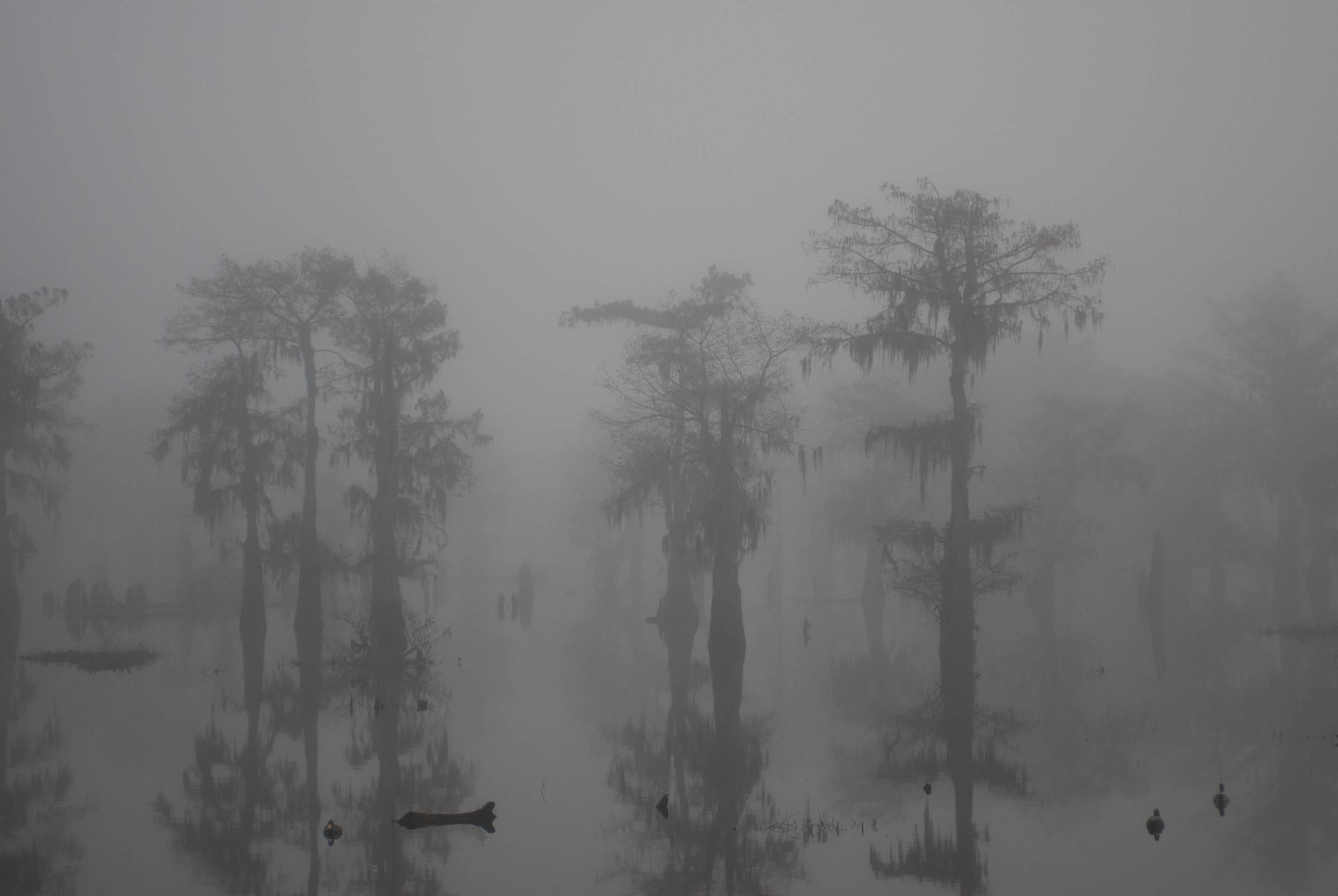  Henderson Swamp in Fog 