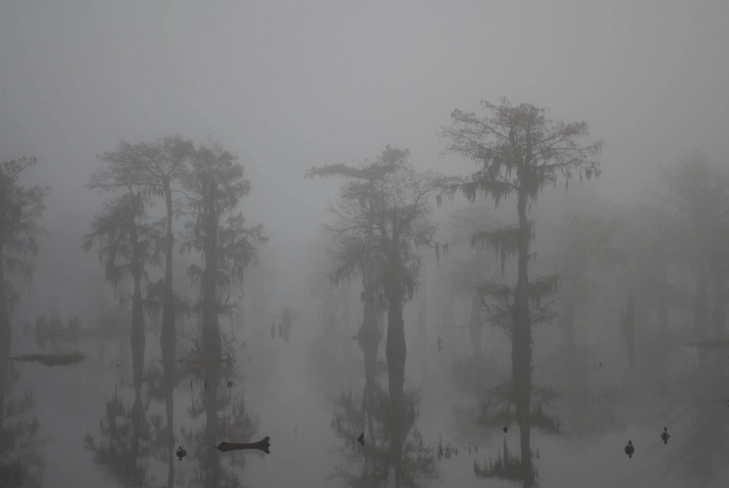 Henderson Swamp in Fog
