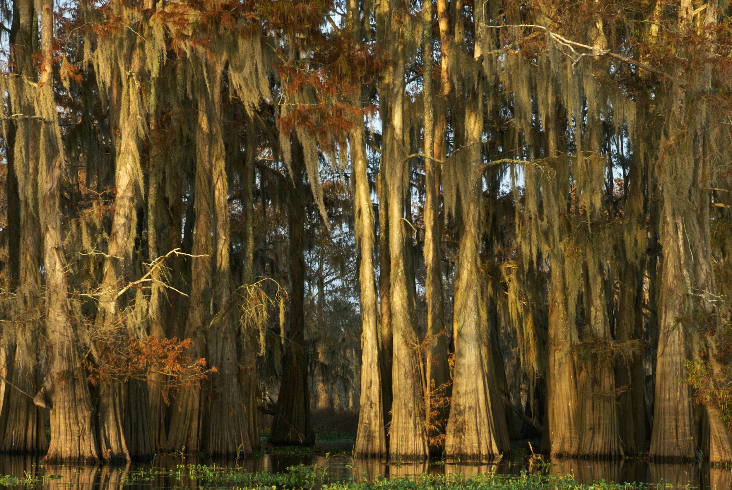 Fall Cypress in the Atchafalaya Basin