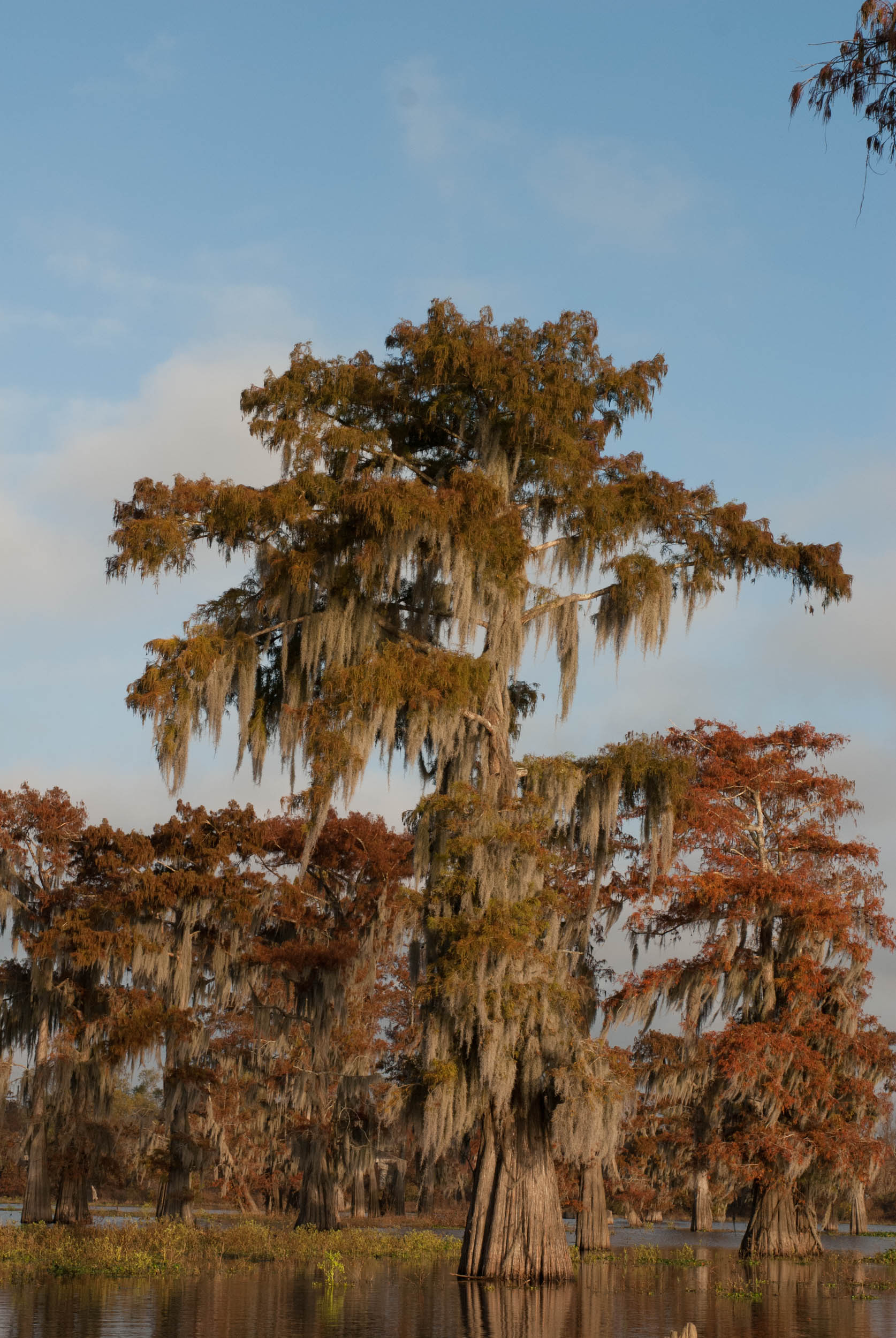  Fall Cypress in the Atchafalaya Basin 