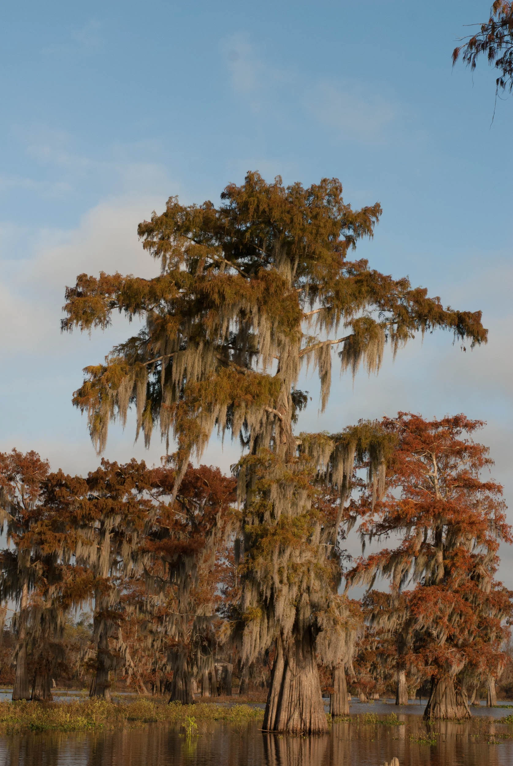 Fall Cypress in the Atchafalaya Basin