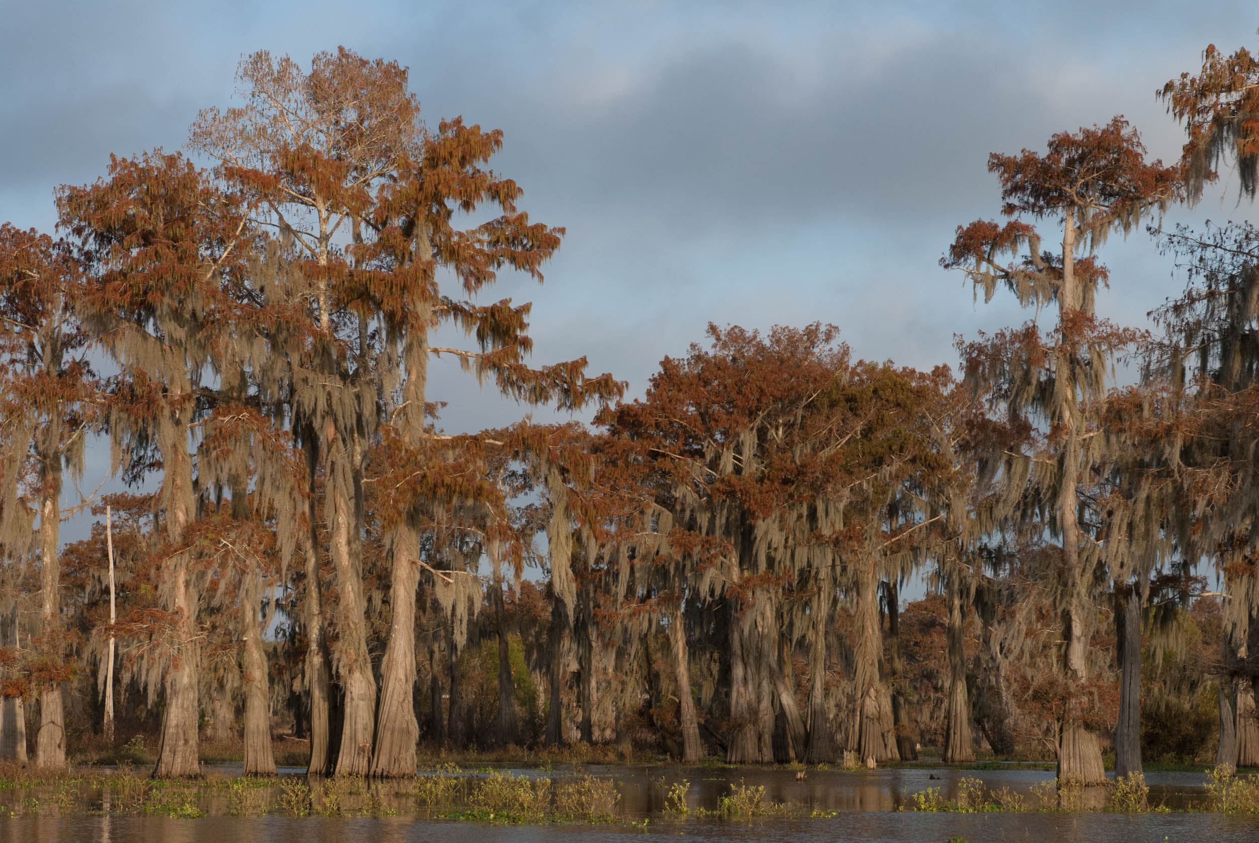  Fall Cypress in the Atchafalaya Basin 