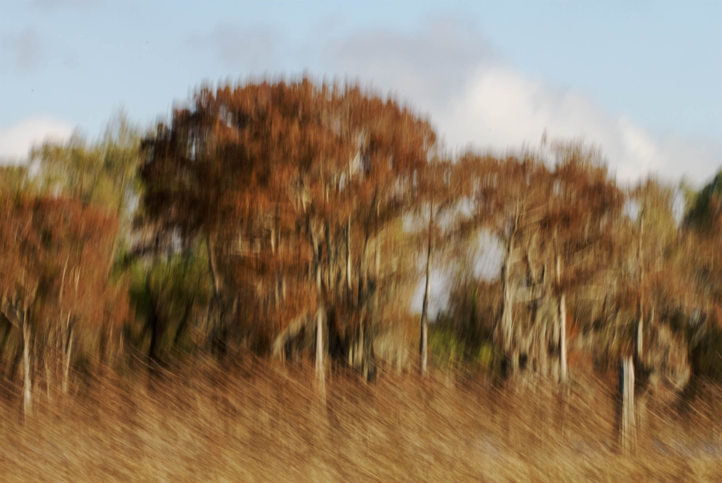  Cypress Landscape - Motion Blur 