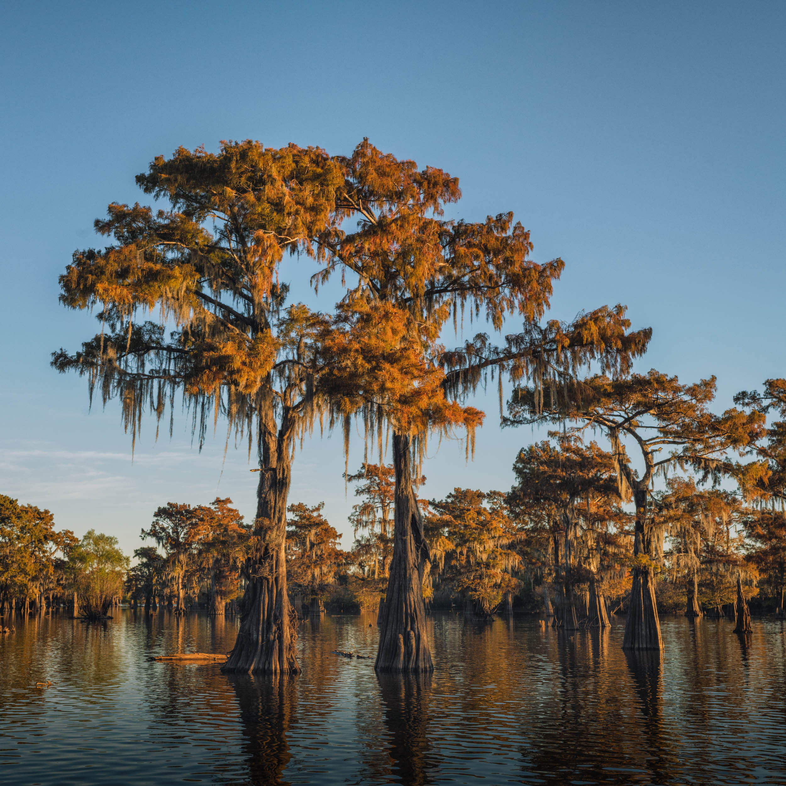  Fall Colors in Henderson Swamp 