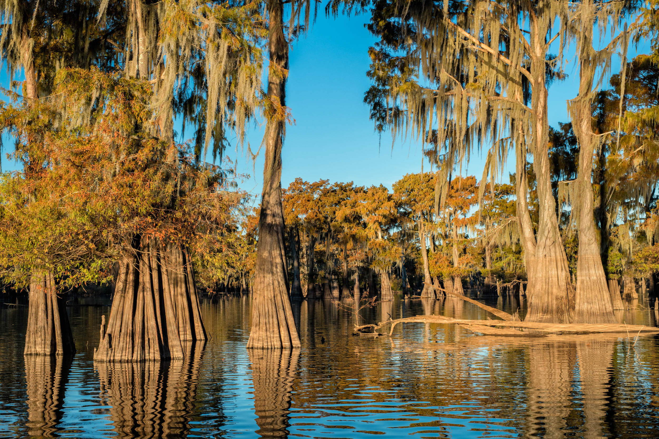  Cypress trees growing in the waters of Henderson Swamp with fall colors. B;ue Sky Sunny day - Vertical Panorama 
