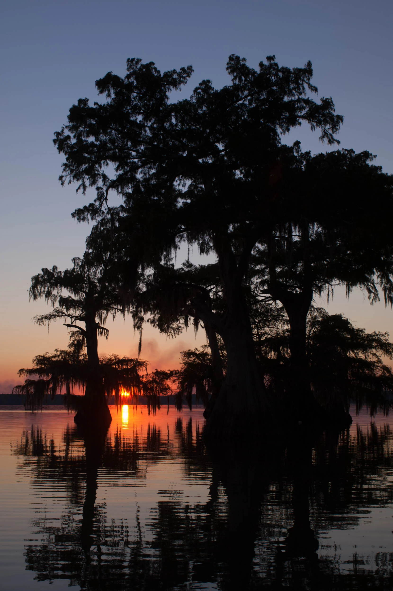 Lake Dautreve Swampscene
