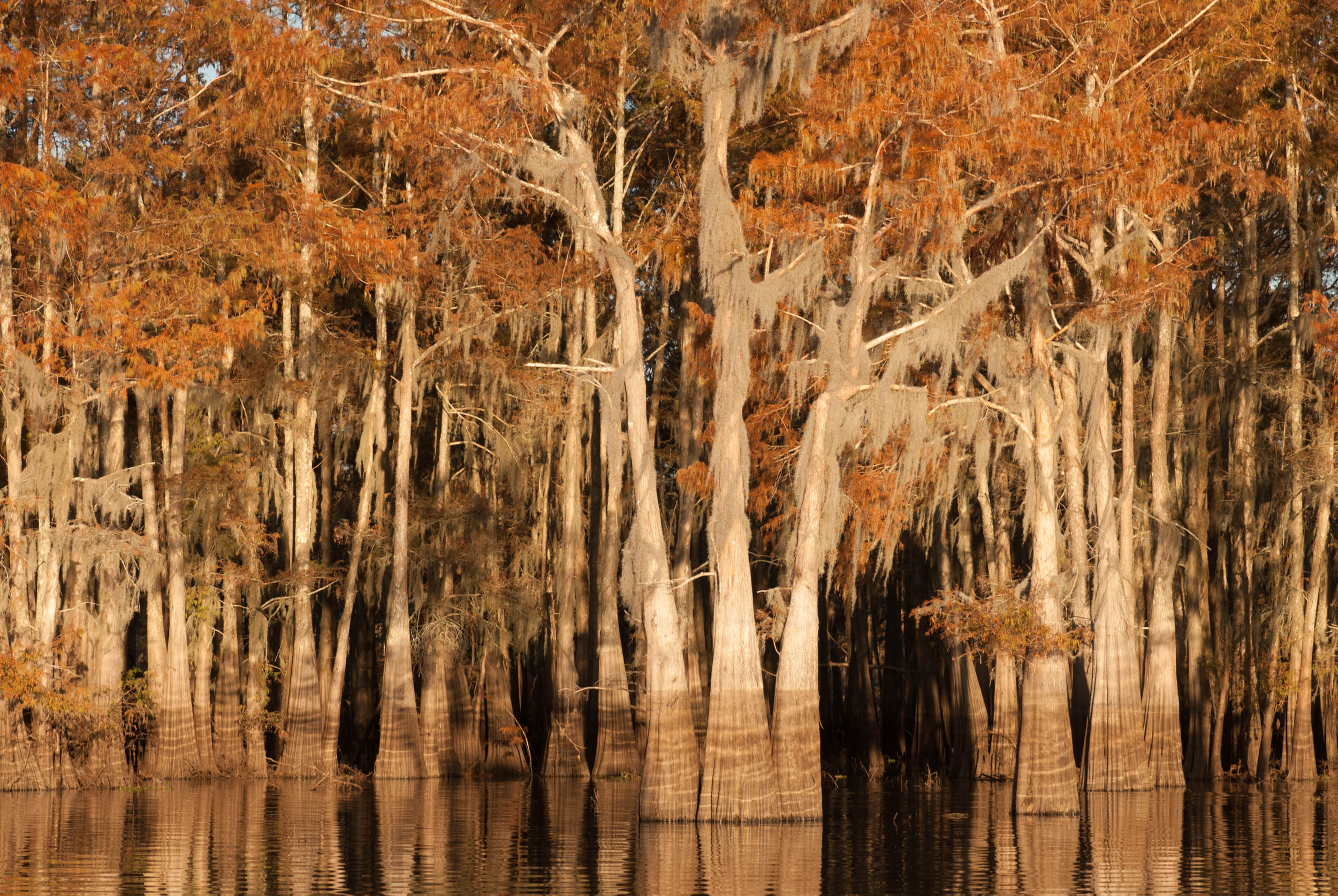  Cypress Trees – Herderson Lake, Butte La Rose, Atchafalaya Basin, Louisiana 