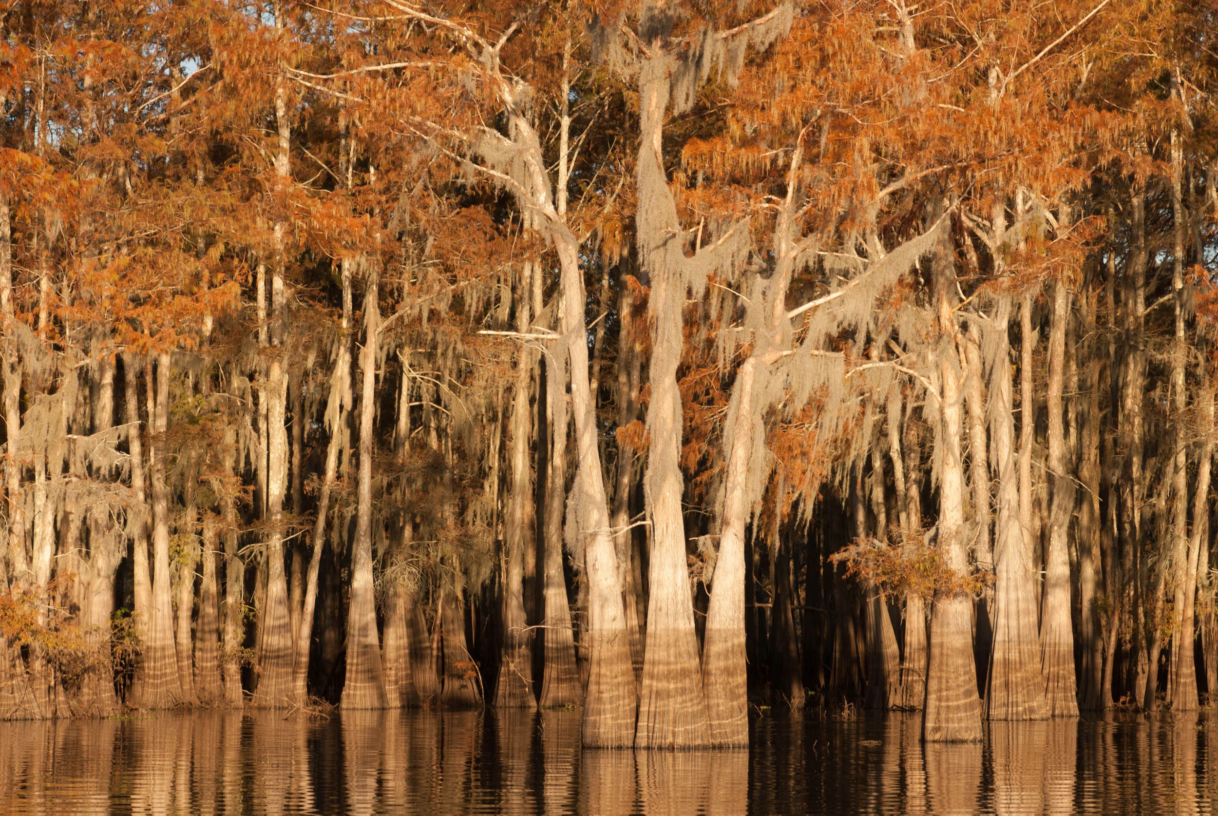 Cypress Trees – Herderson Lake, Butte La Rose, Atchafalaya Basin, Louisiana