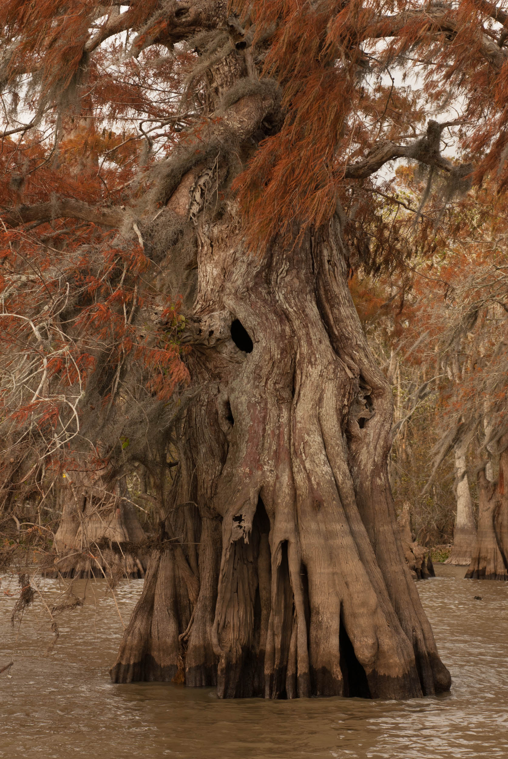  Cypress Trees – Lake Fausse Pointe, Atchafalaya Basin, Louisiana 
