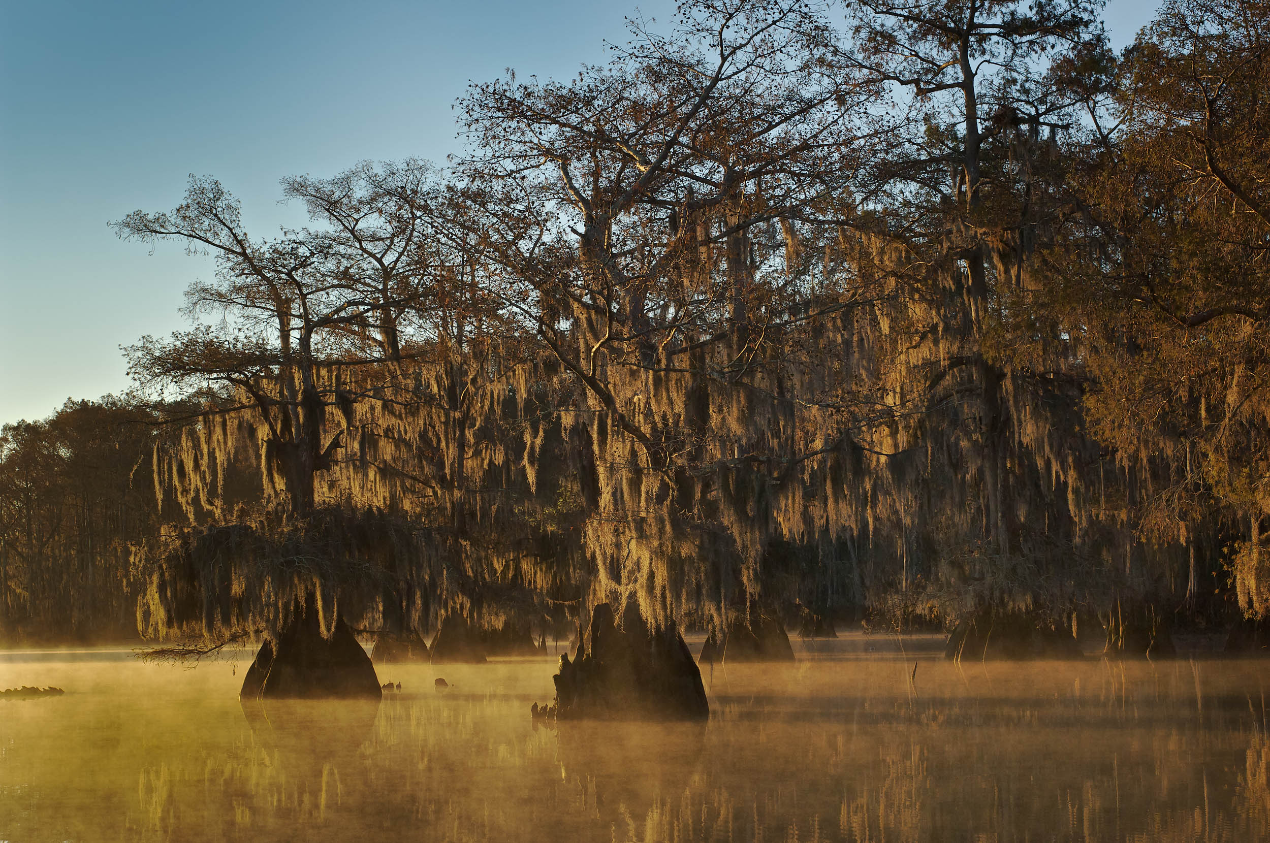  Cypress Trees – Atchafalaya Basin, Lake Dautreve, Louisiana 