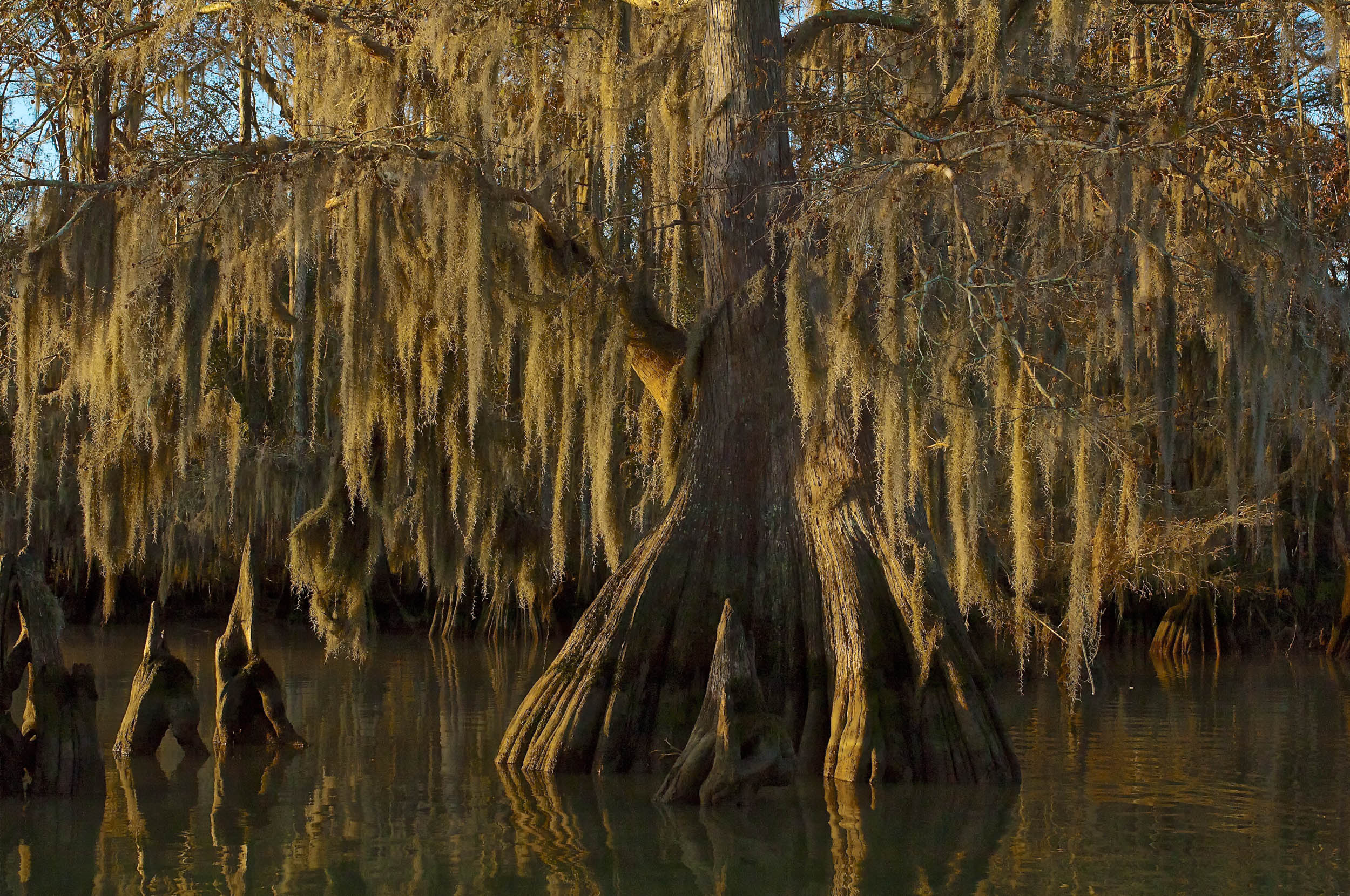  Large Cypress with Spanish Moss at Lake Dautreve 