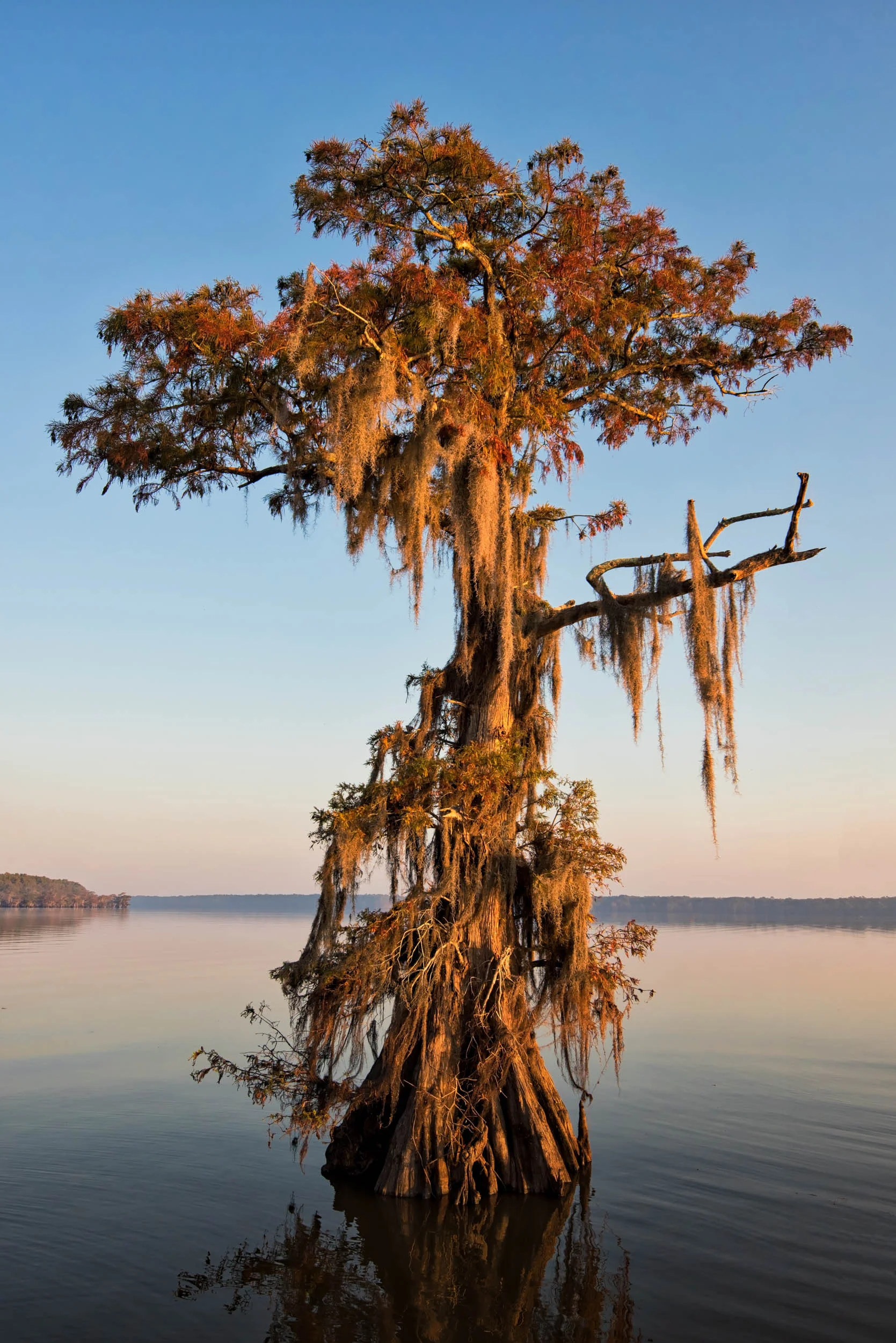 Lone Fall Cypress–Lake Dauterive