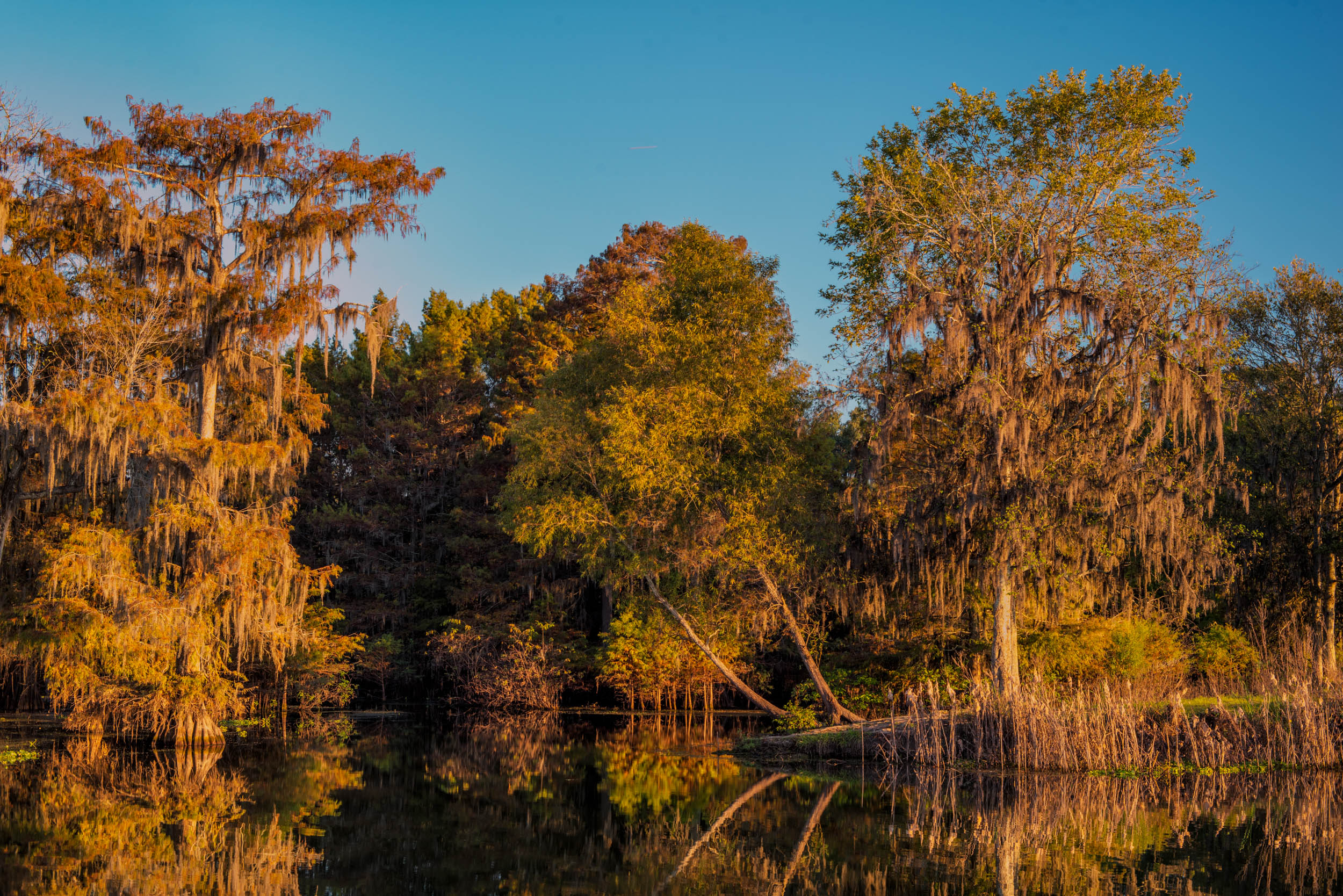 Fall Color at Lake Martin in Louisiana