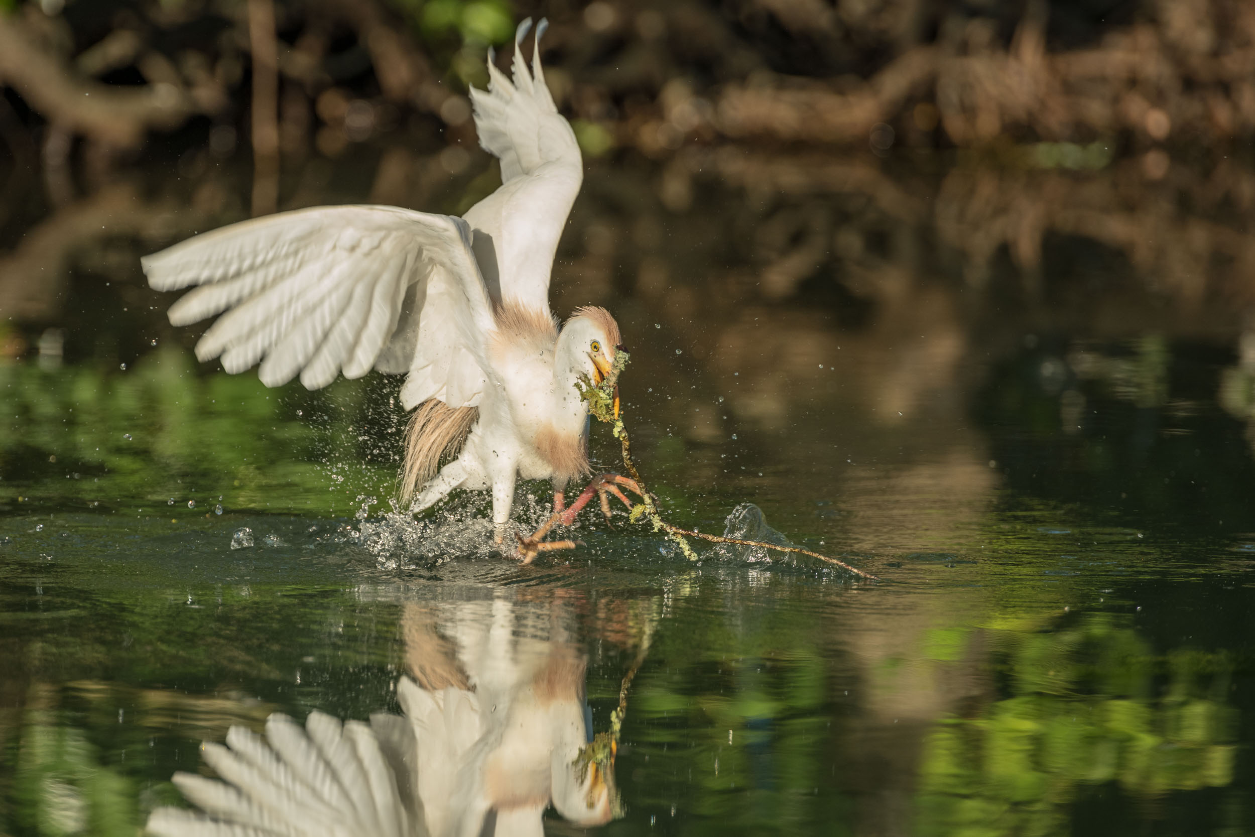 Cattle Egret Collecting a Stick