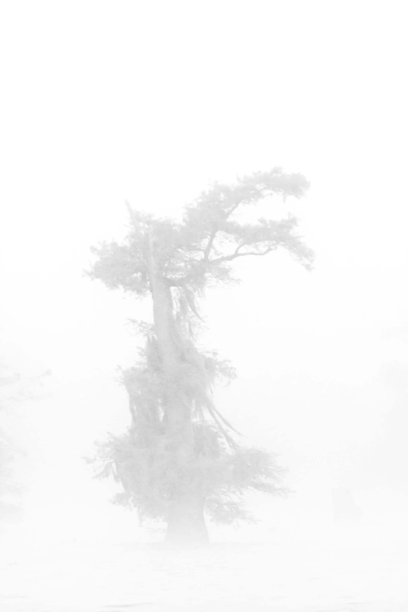 Ghost Cypress in Henderson Swamp