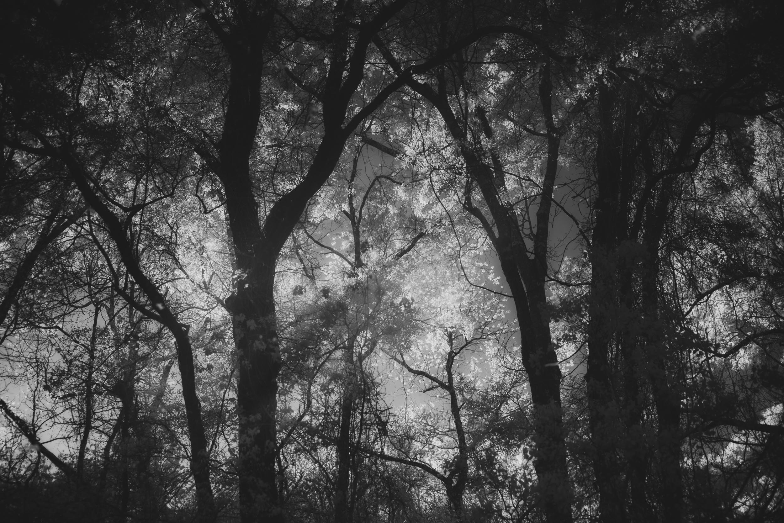 Infrared Reflection of Oaks Trees