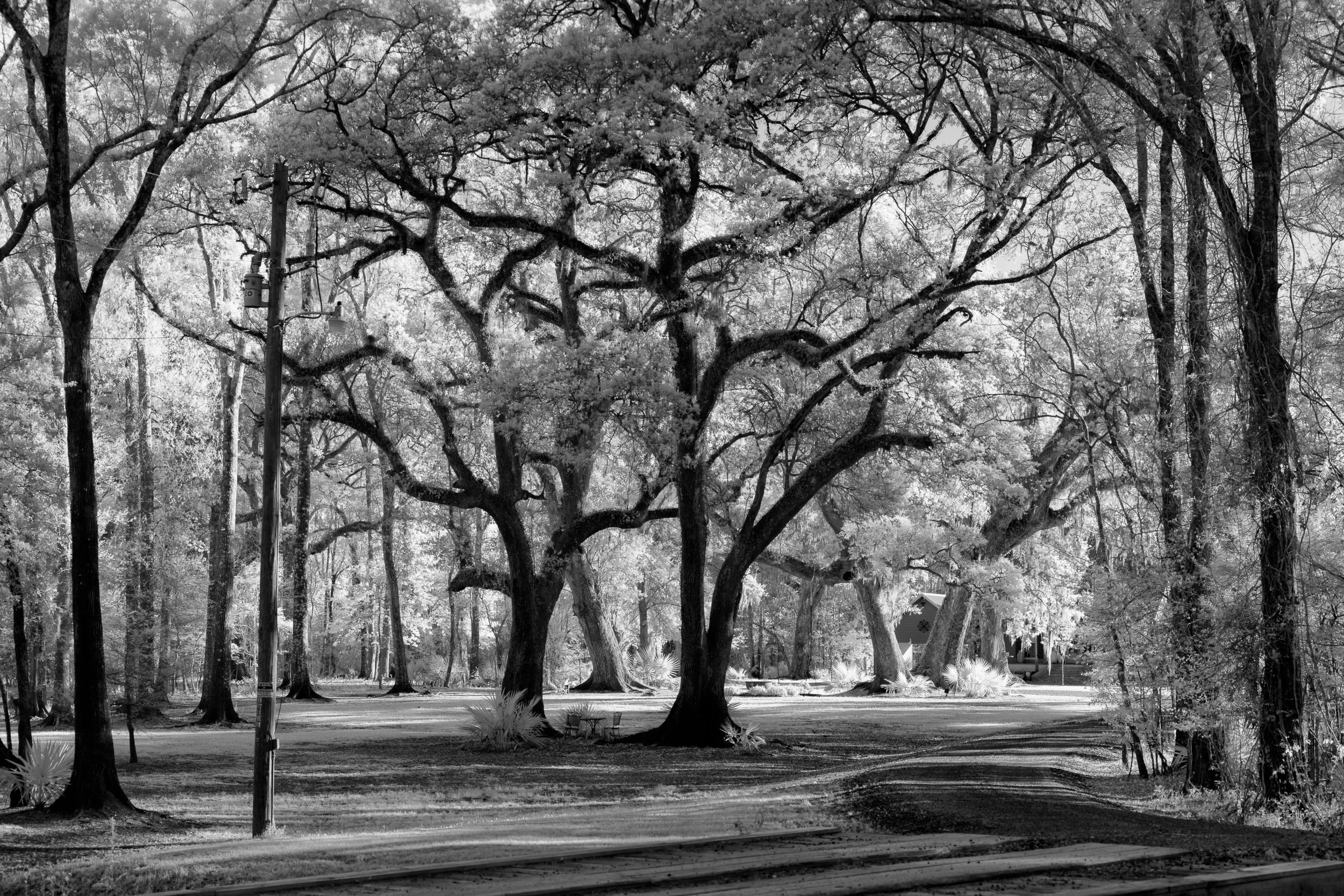 Infrared Trees