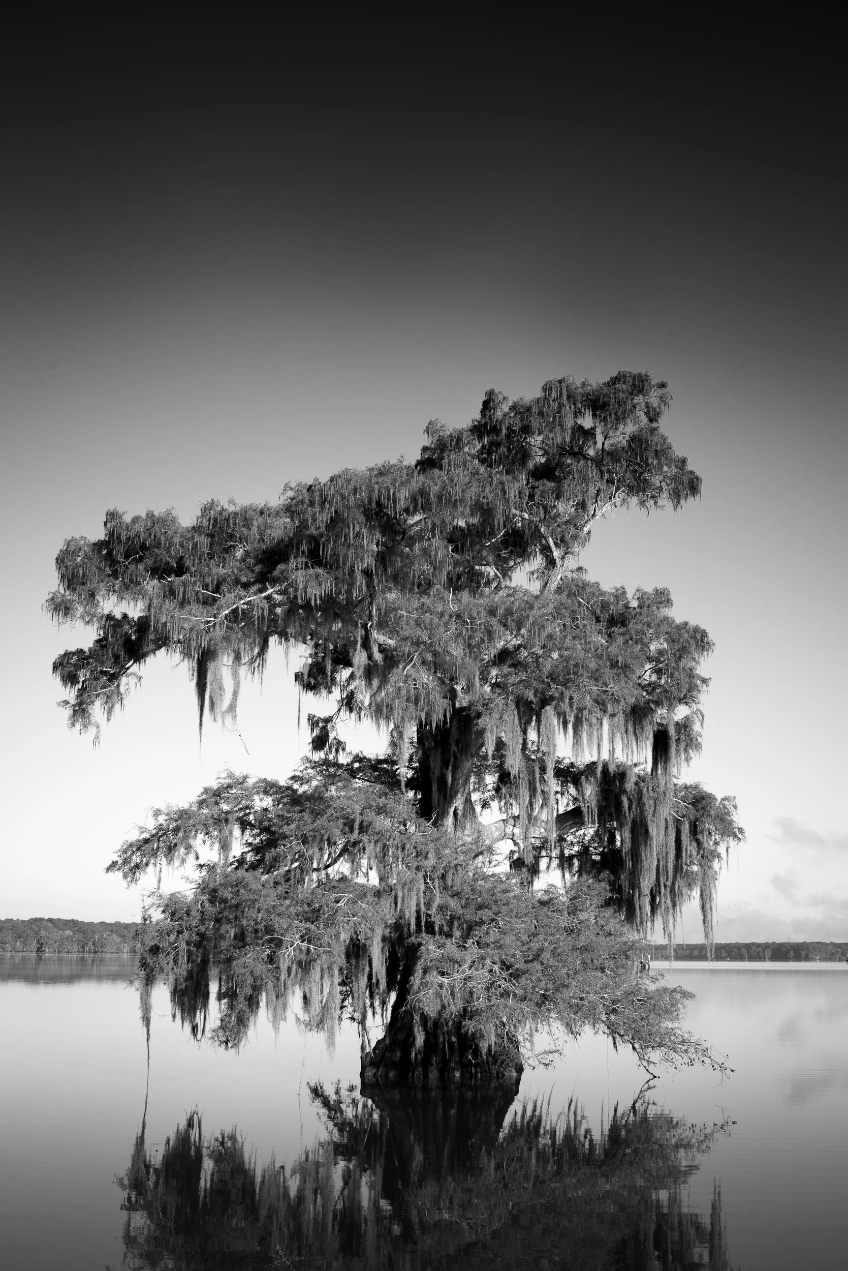 Lone Cypress