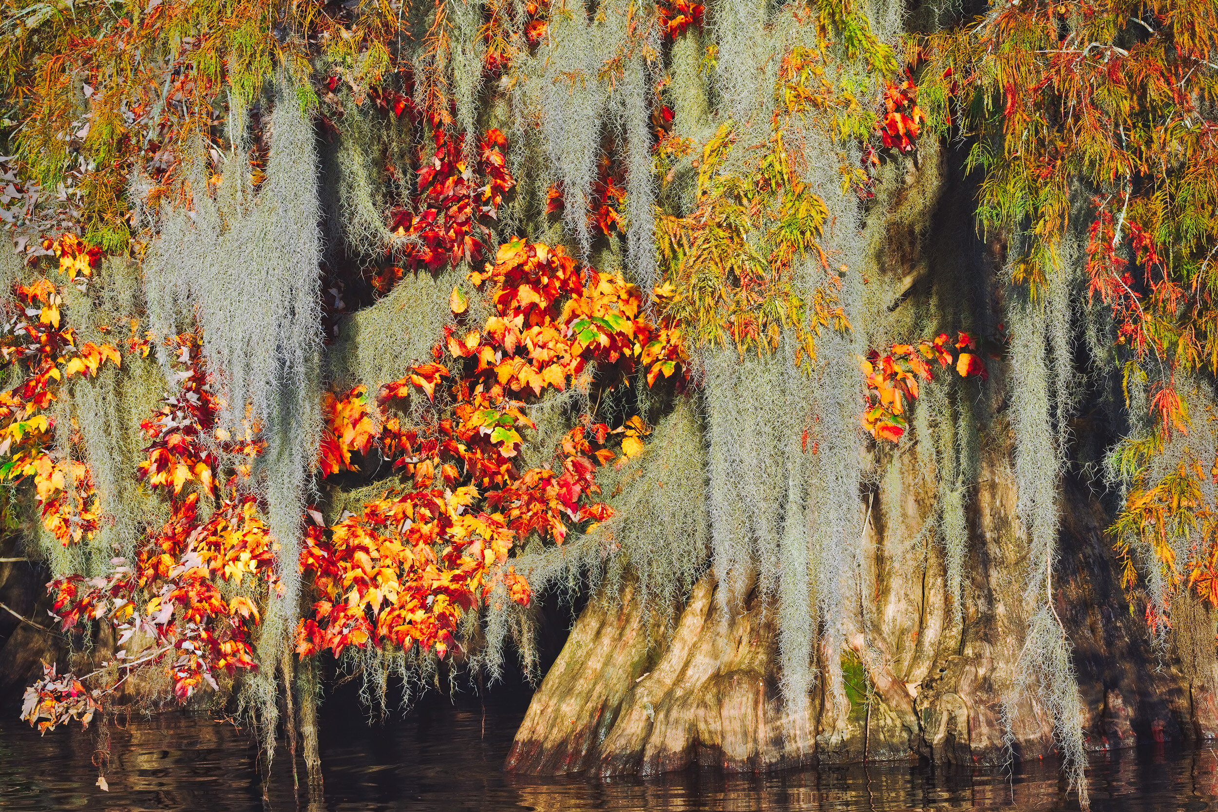 Color Cypress Scene Lake Dauterive