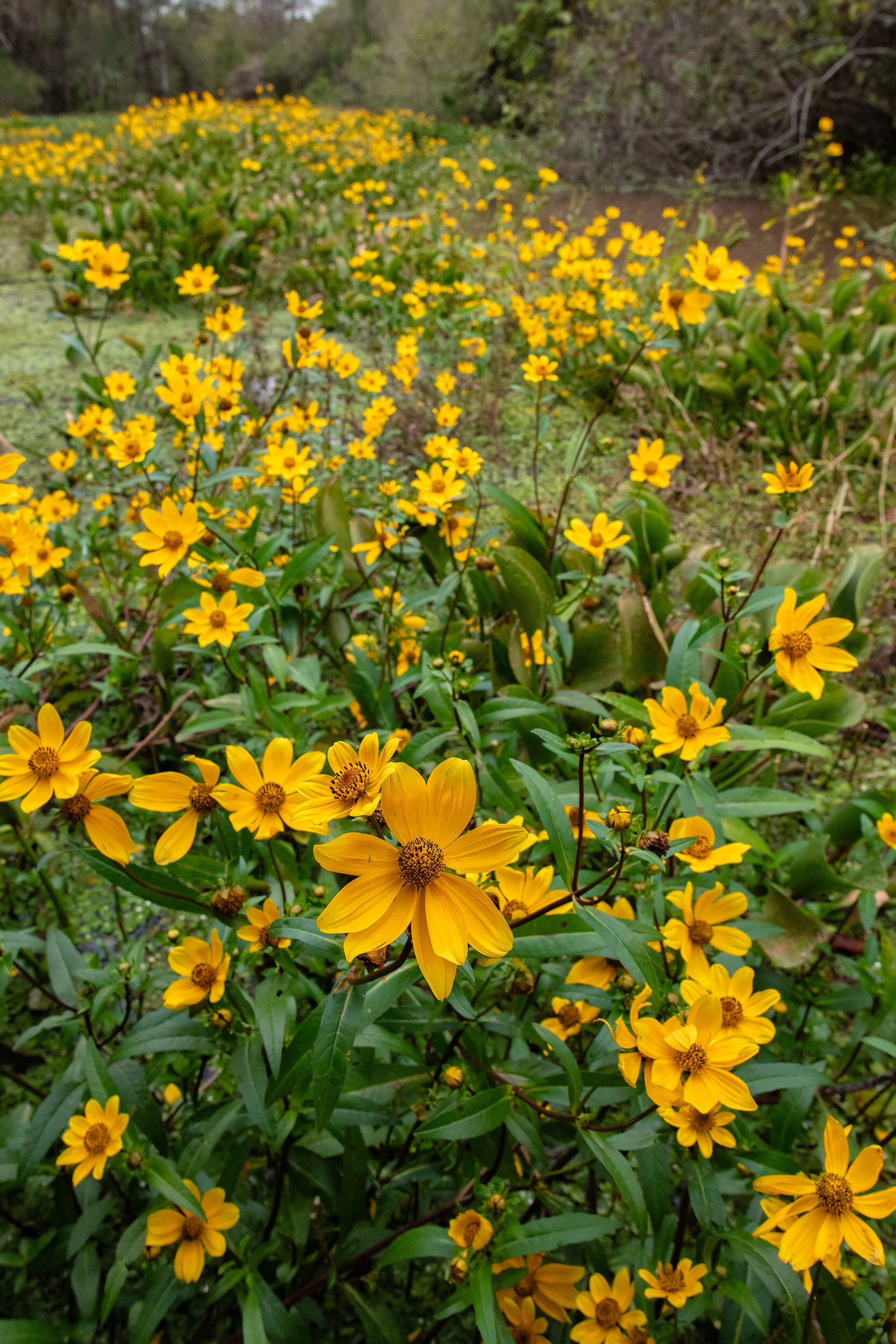 October Daisy's